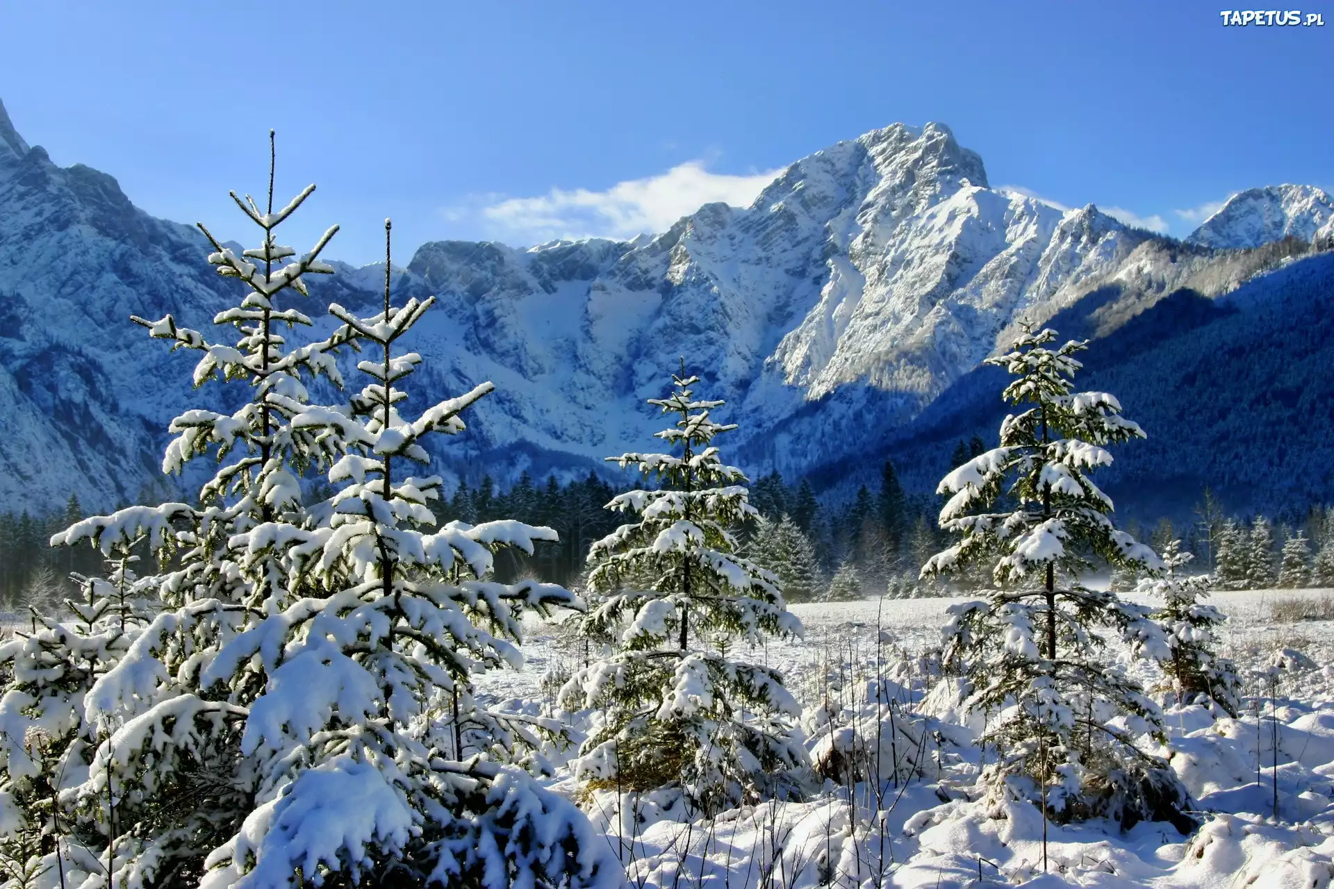Góry, Las, Świerki, Zima