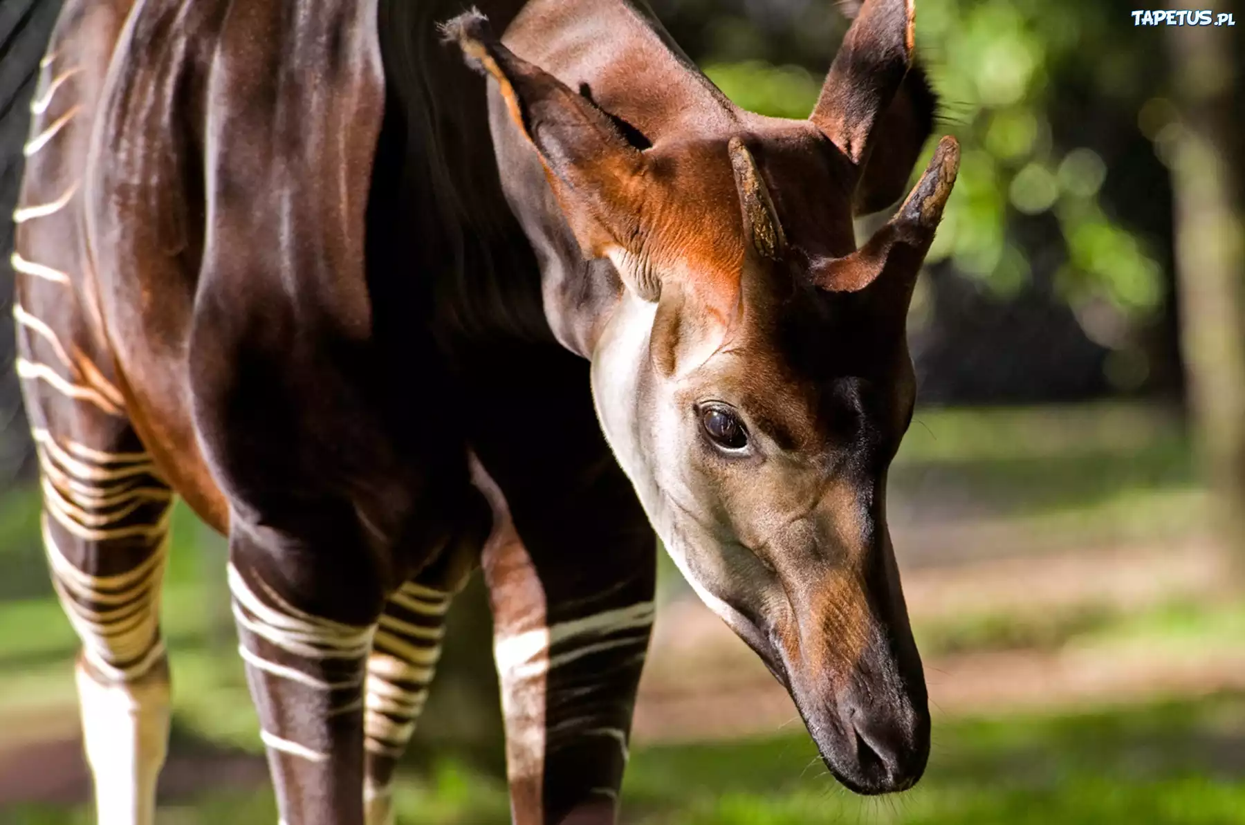 Okapi