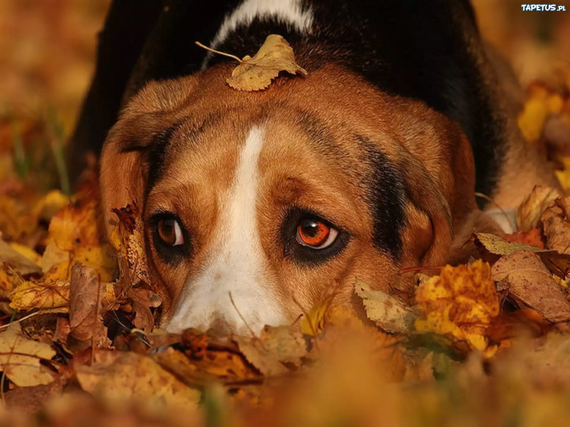 Pies, Jesienne, Liście, Beagle