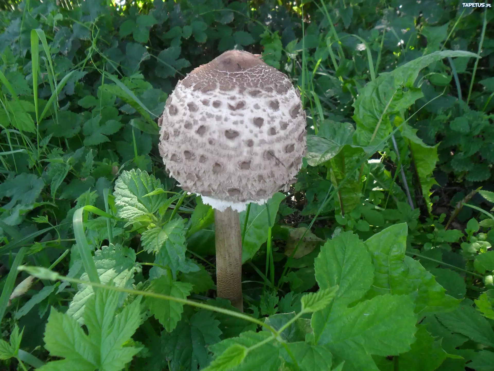 Biały, Grzyb