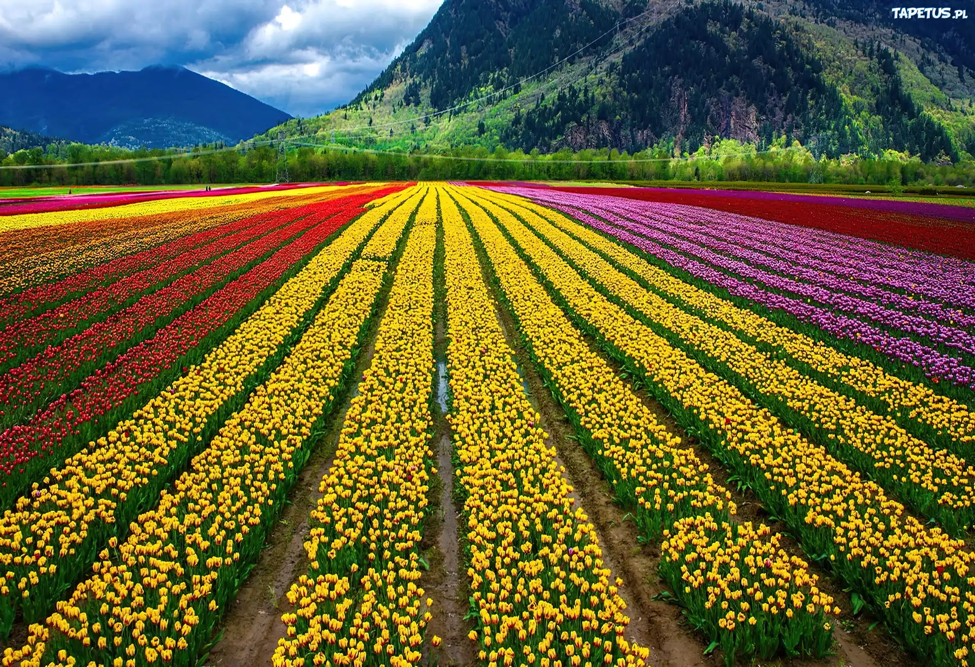 Kolorowe, Tulipany, Uprawa