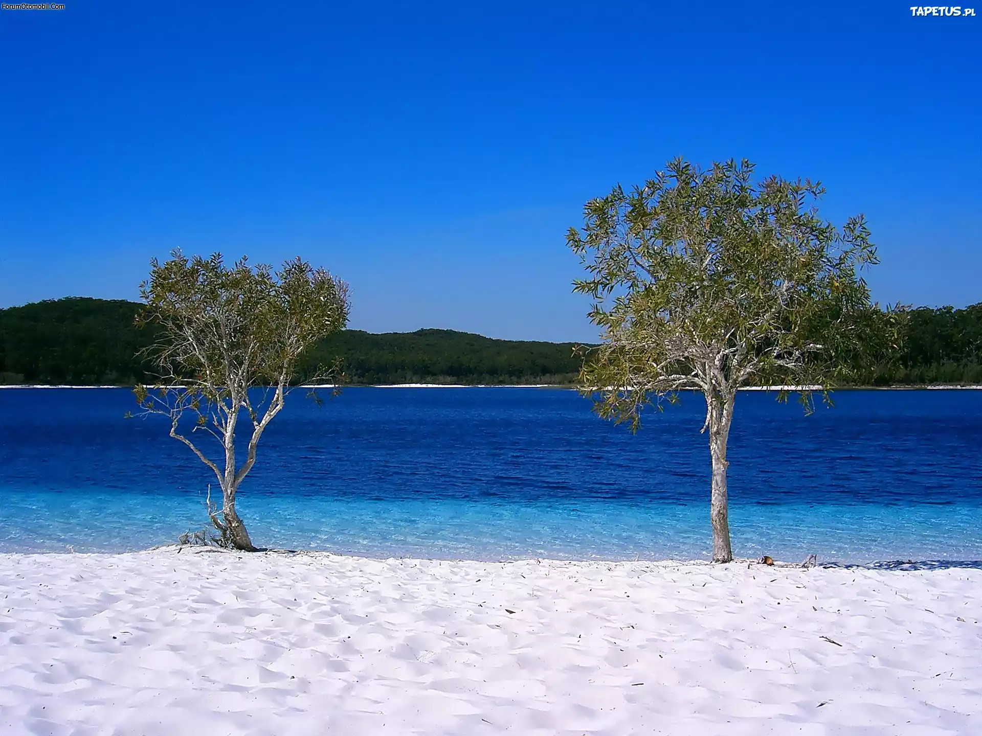 Wyspa, Frazer Island, Drzewa, Jezioro, Australia