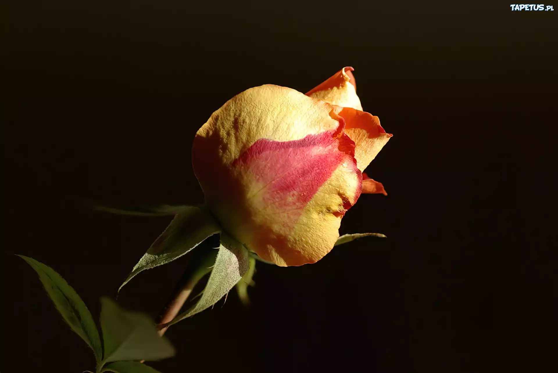 Róża