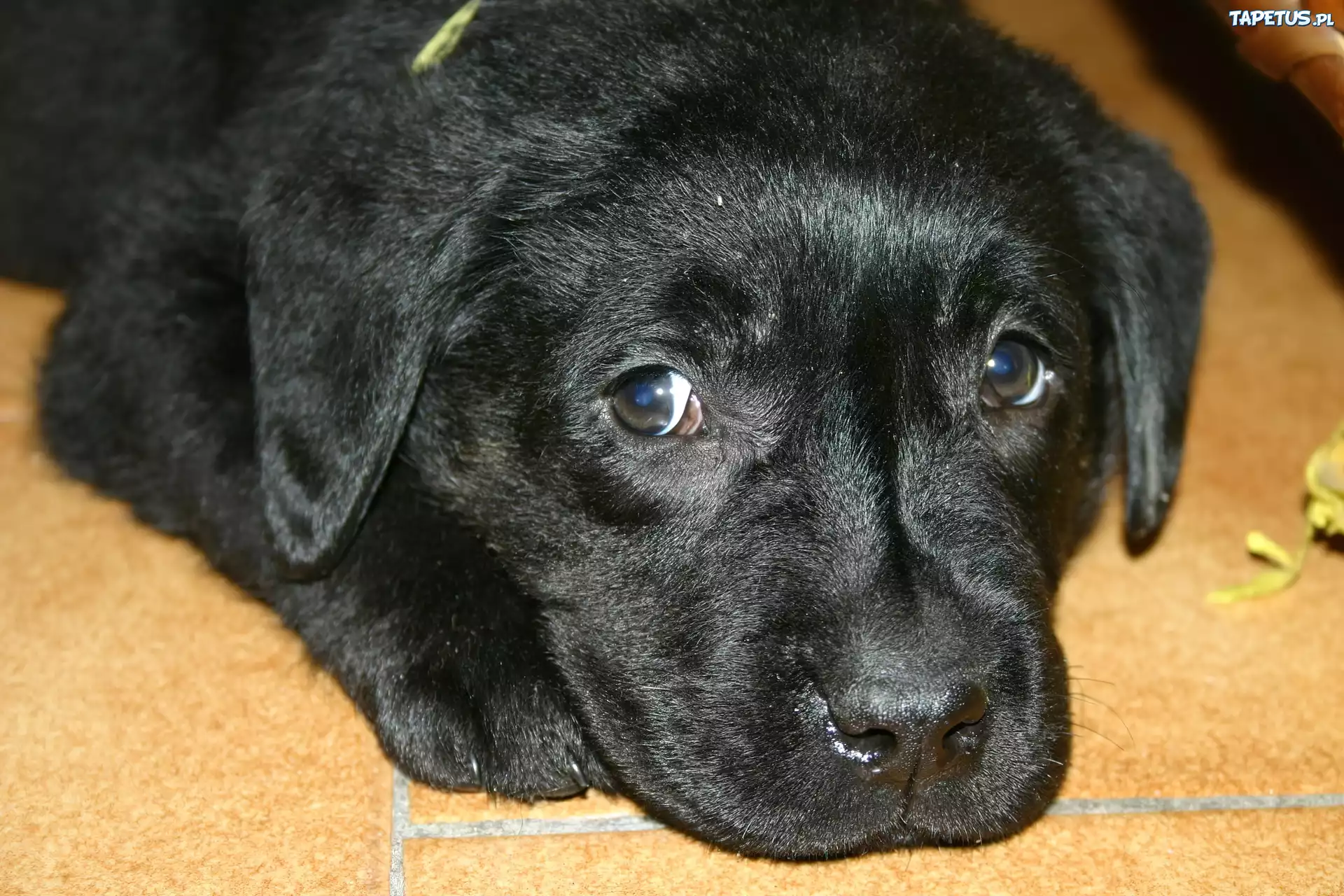 Czarny, Szczeniaczek, Labrador, Mordka