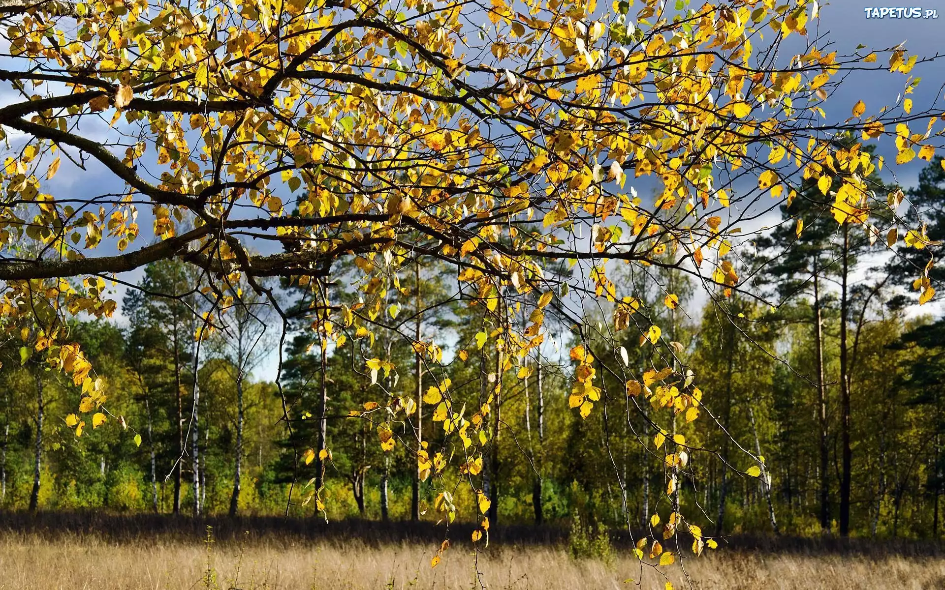 Las, Brzozowy, Liście, Jesień