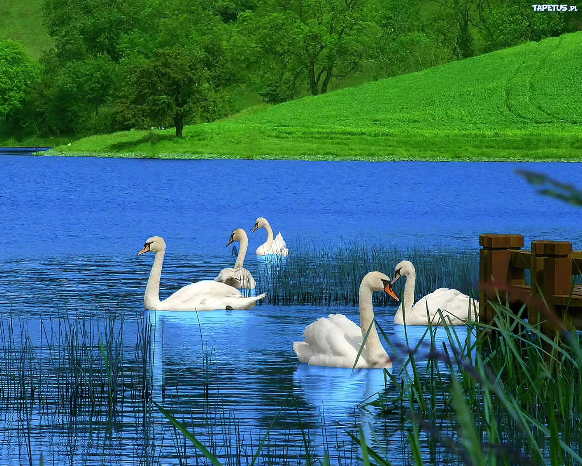 Jezioro, Łabędzie, Łąka