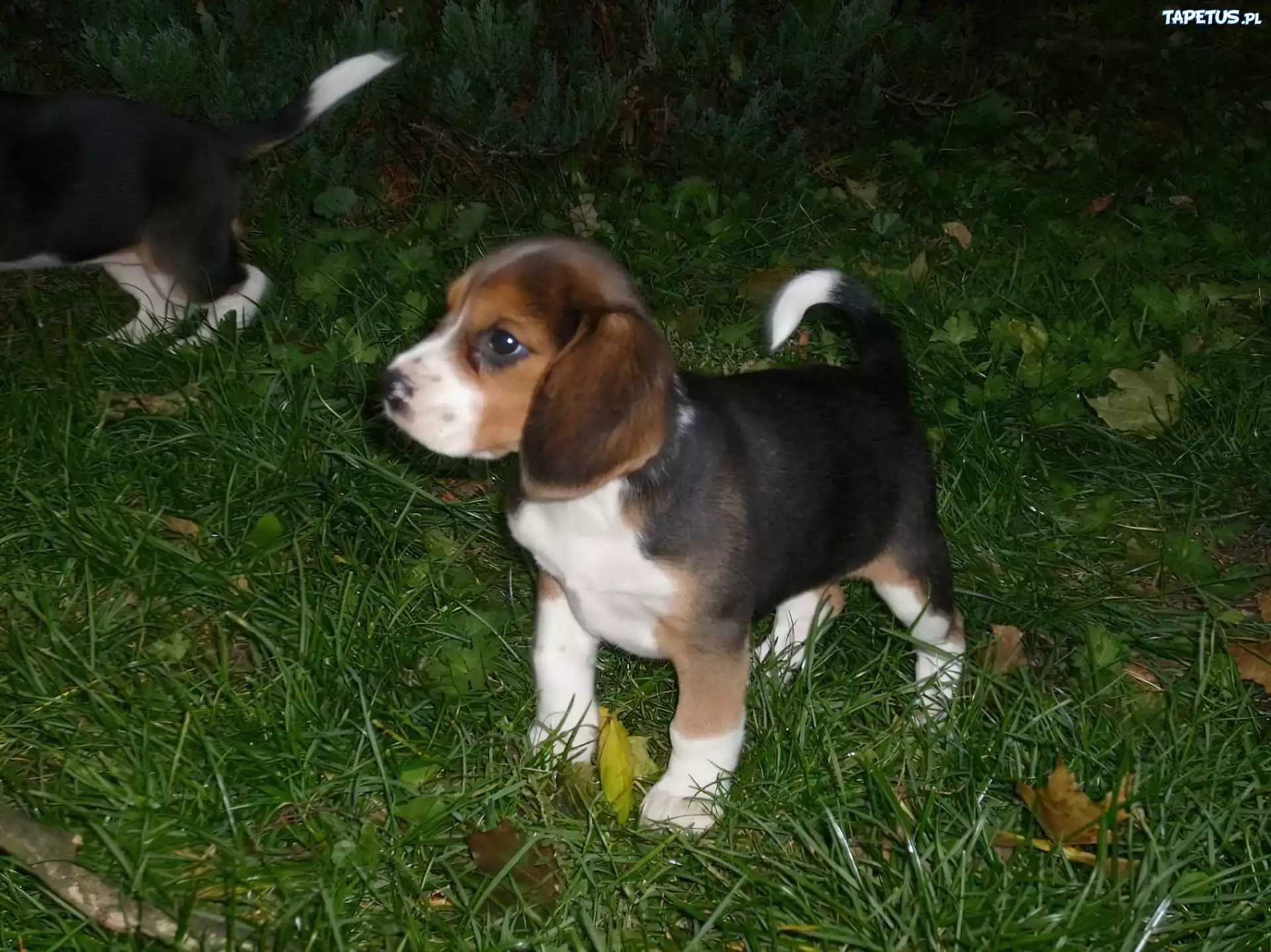 Szczeniaczek, Beagle, Trawa