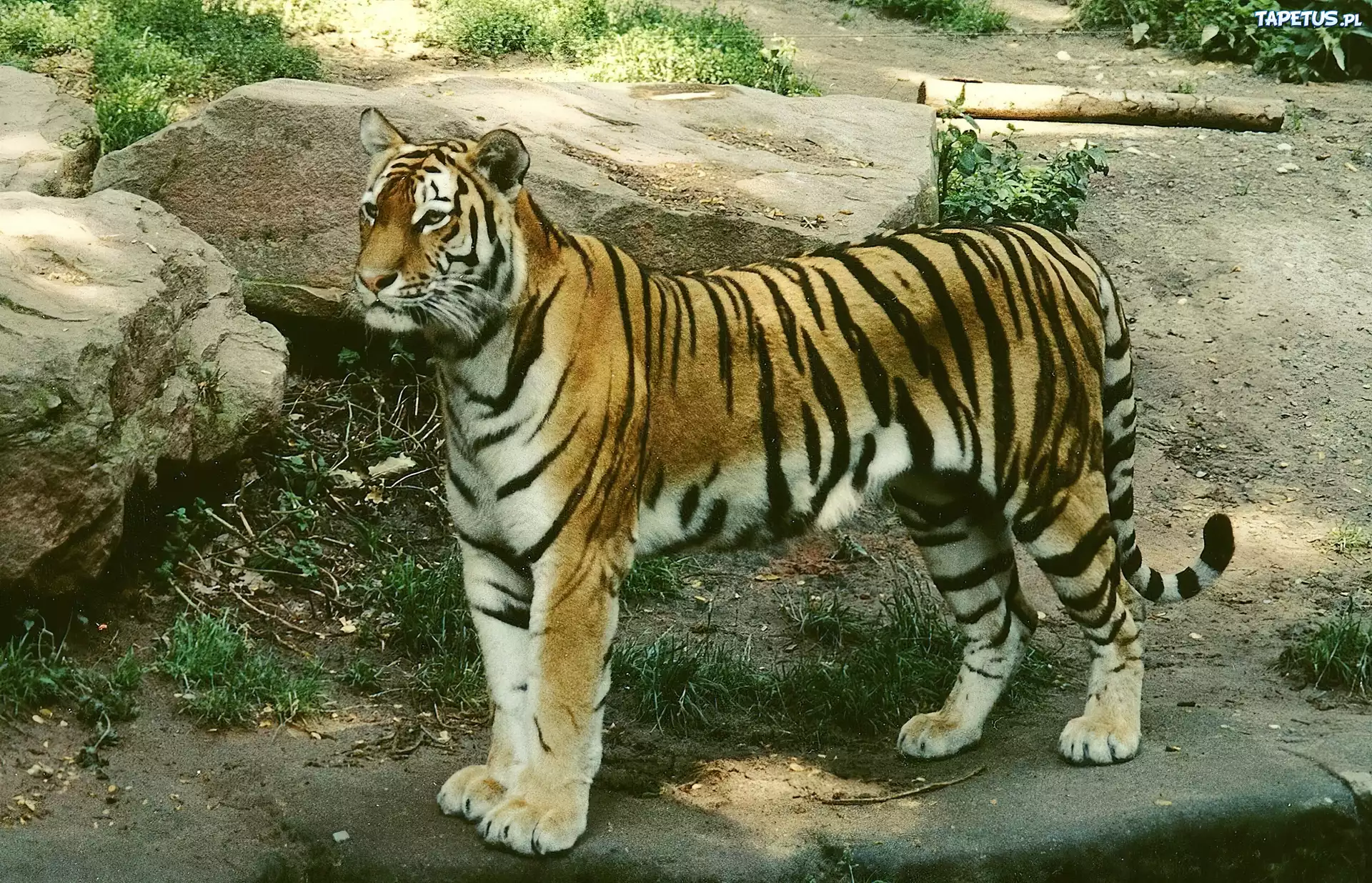Tygrys, Kamienie