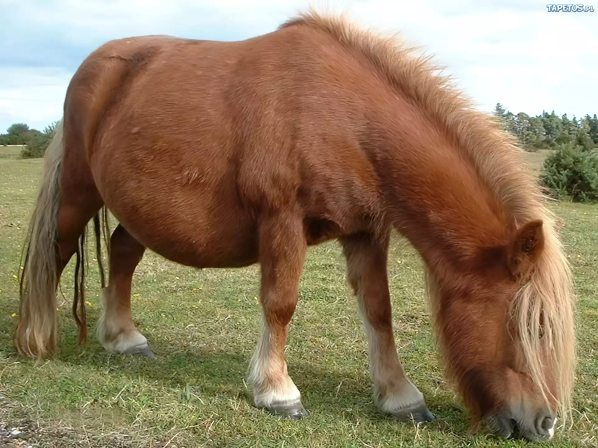 Konik, Na, Pastwisku
