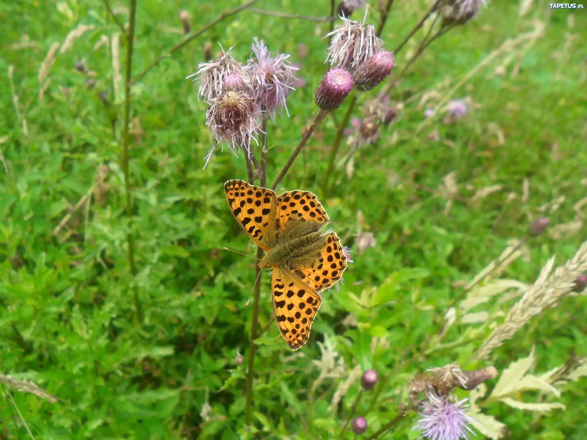 Motyl, Kwiaty, Ostu
