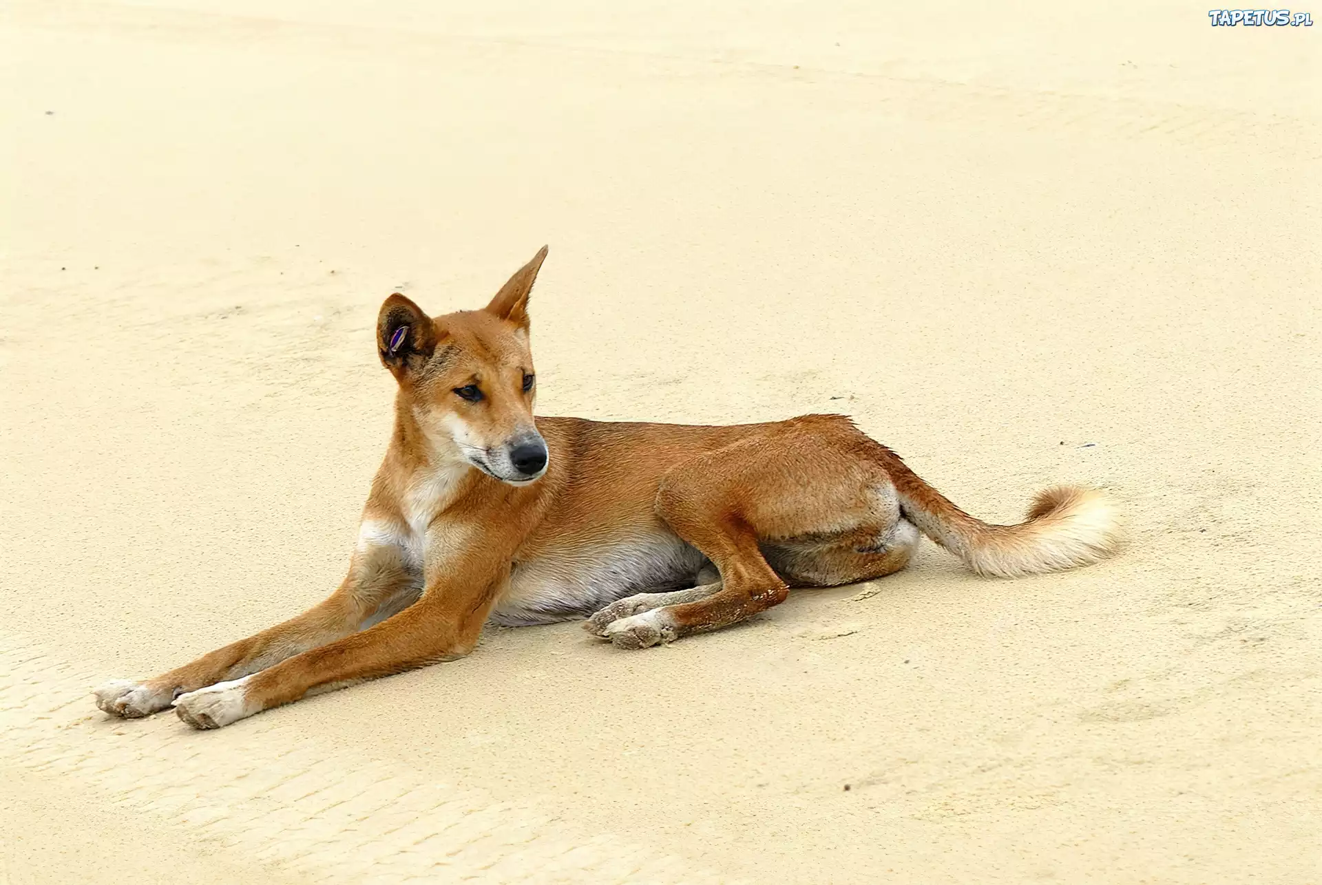 Dziki, Pies, Dingo