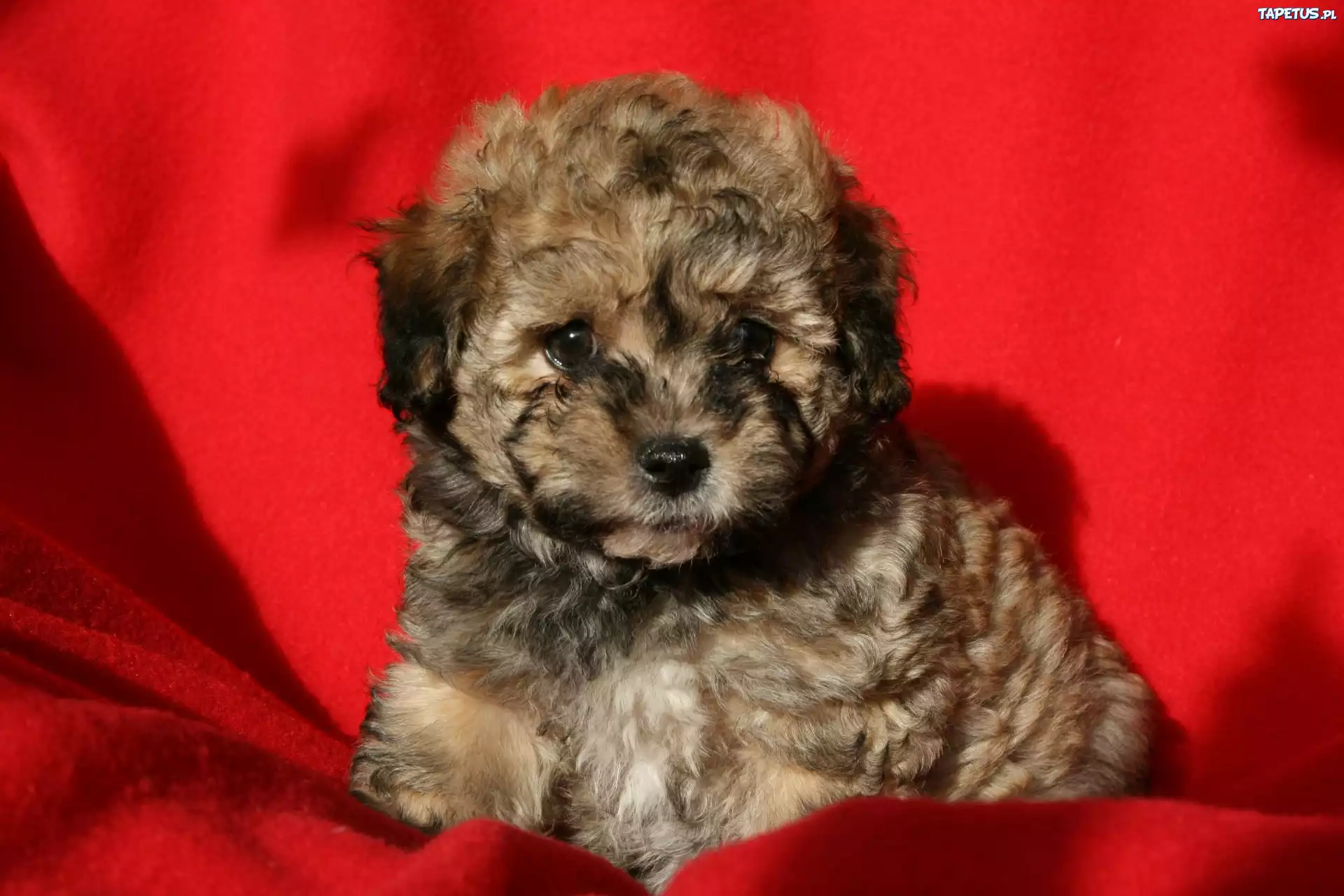 Piesek, Bichon, Czerwone, Tło