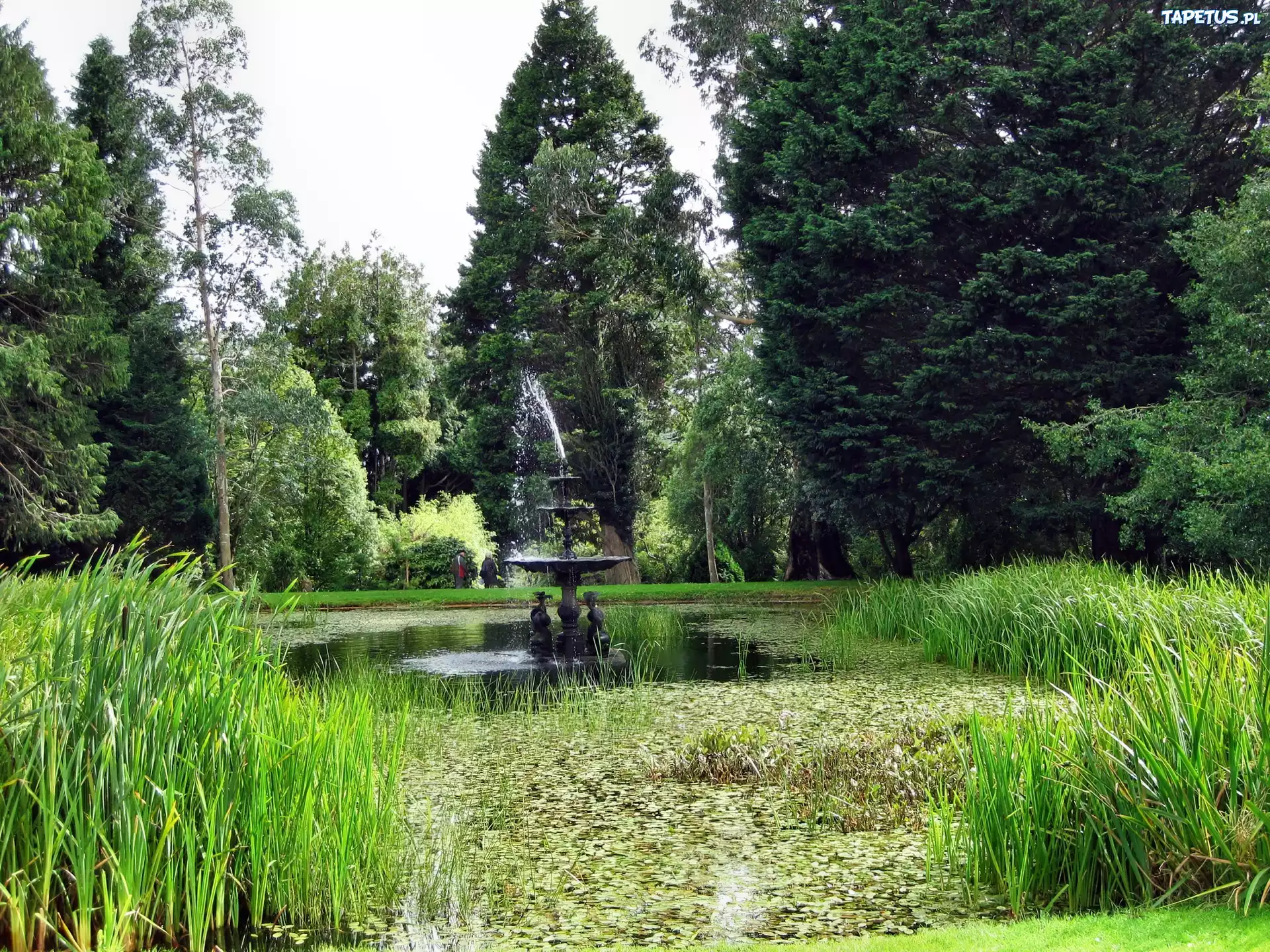 Park, Staw, Zarośla, Fontanna