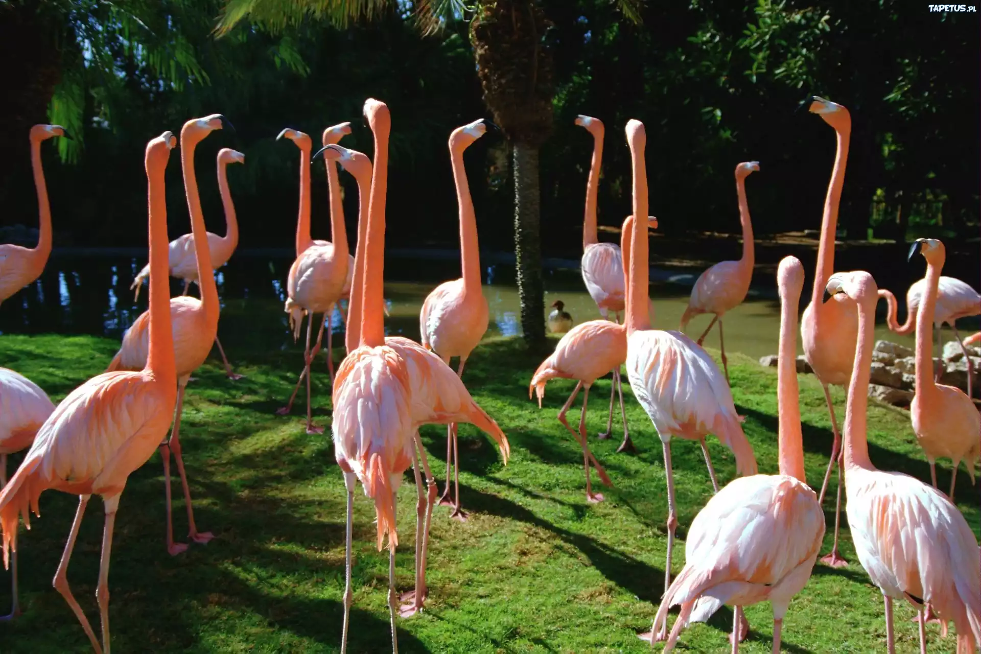 Czerwonaki, Flamingi, Różowe, Stado
