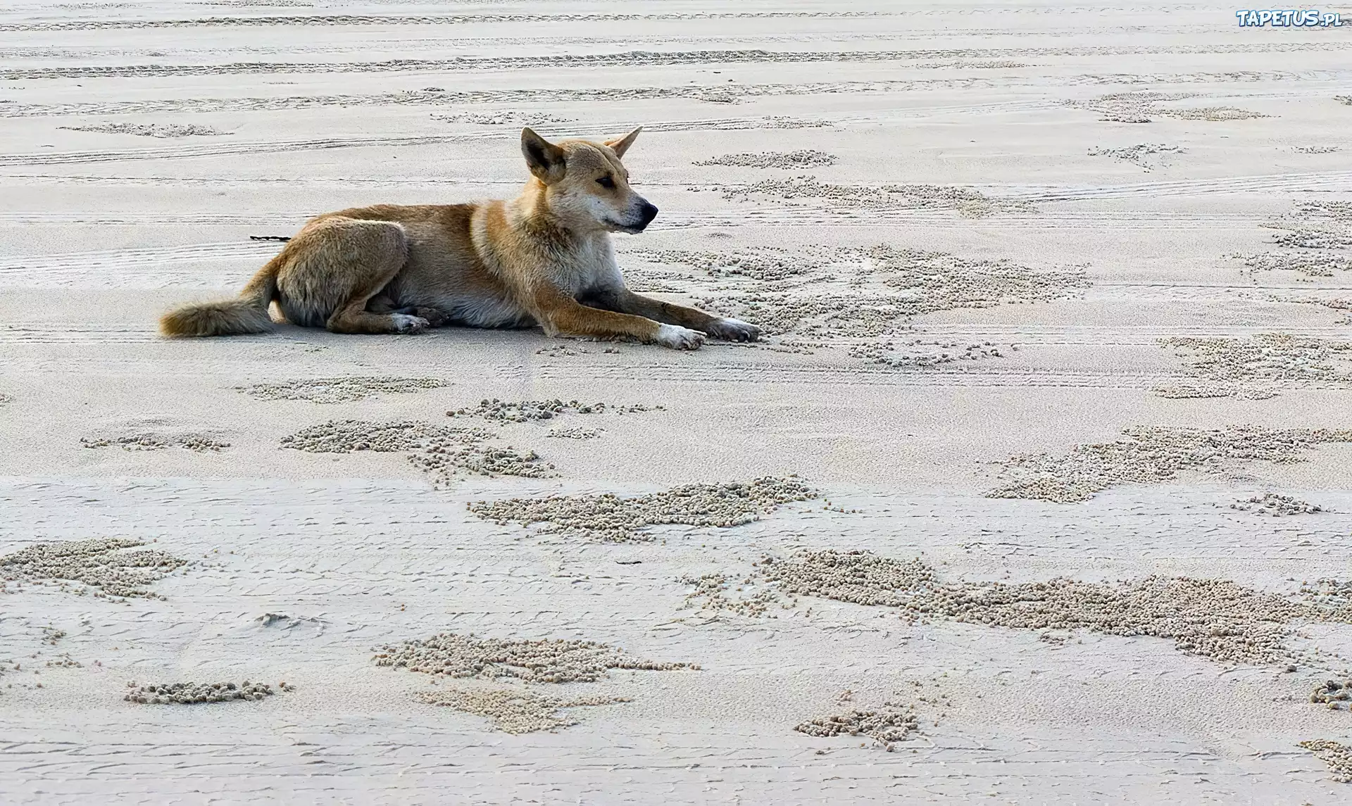 Dziki, Pies, Dingo