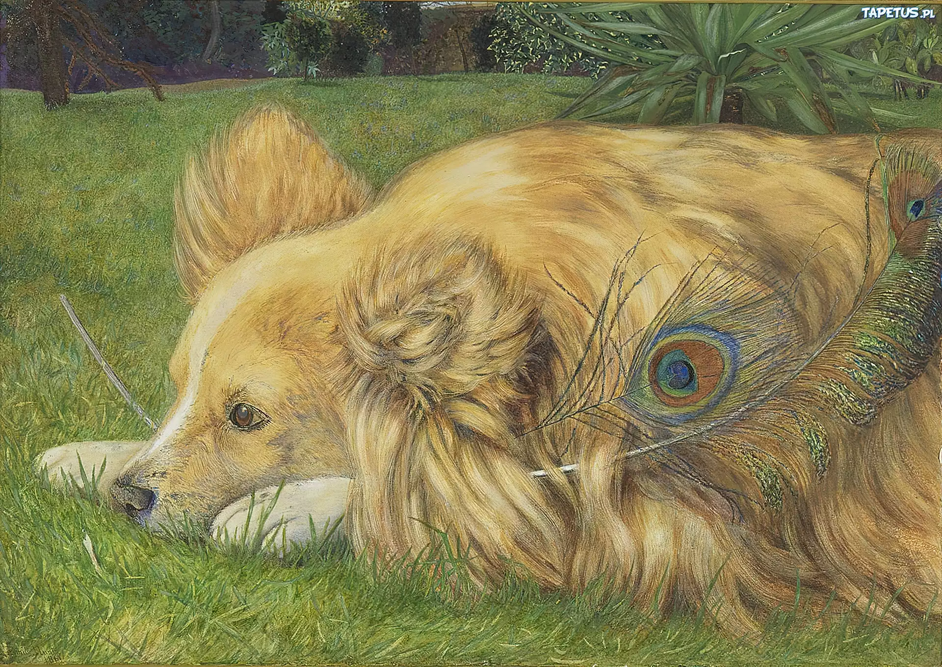 Piesek, Pawie, Piórko, Łąka