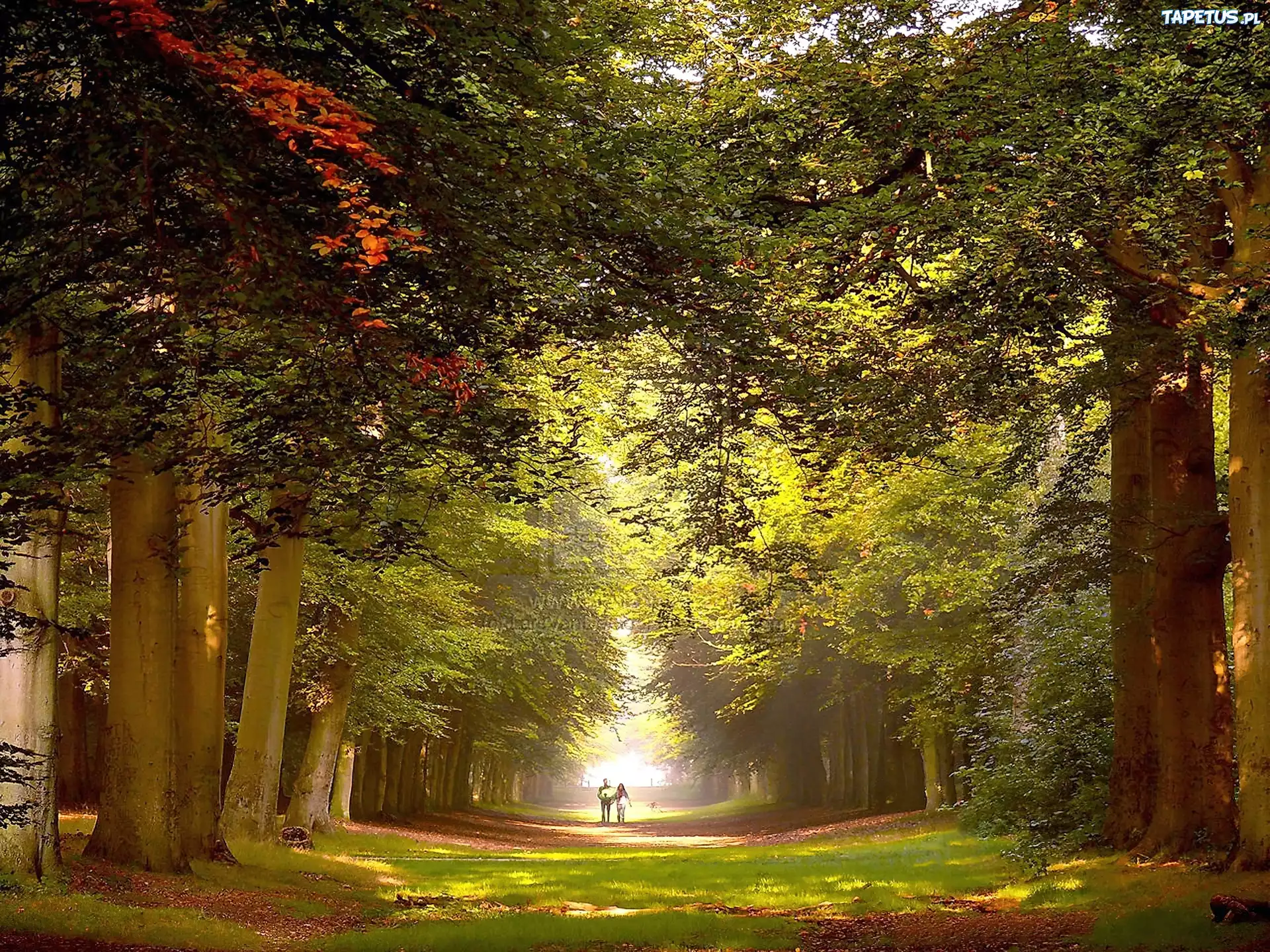 Park, Aleja, Drzew, Spacerująca, Para