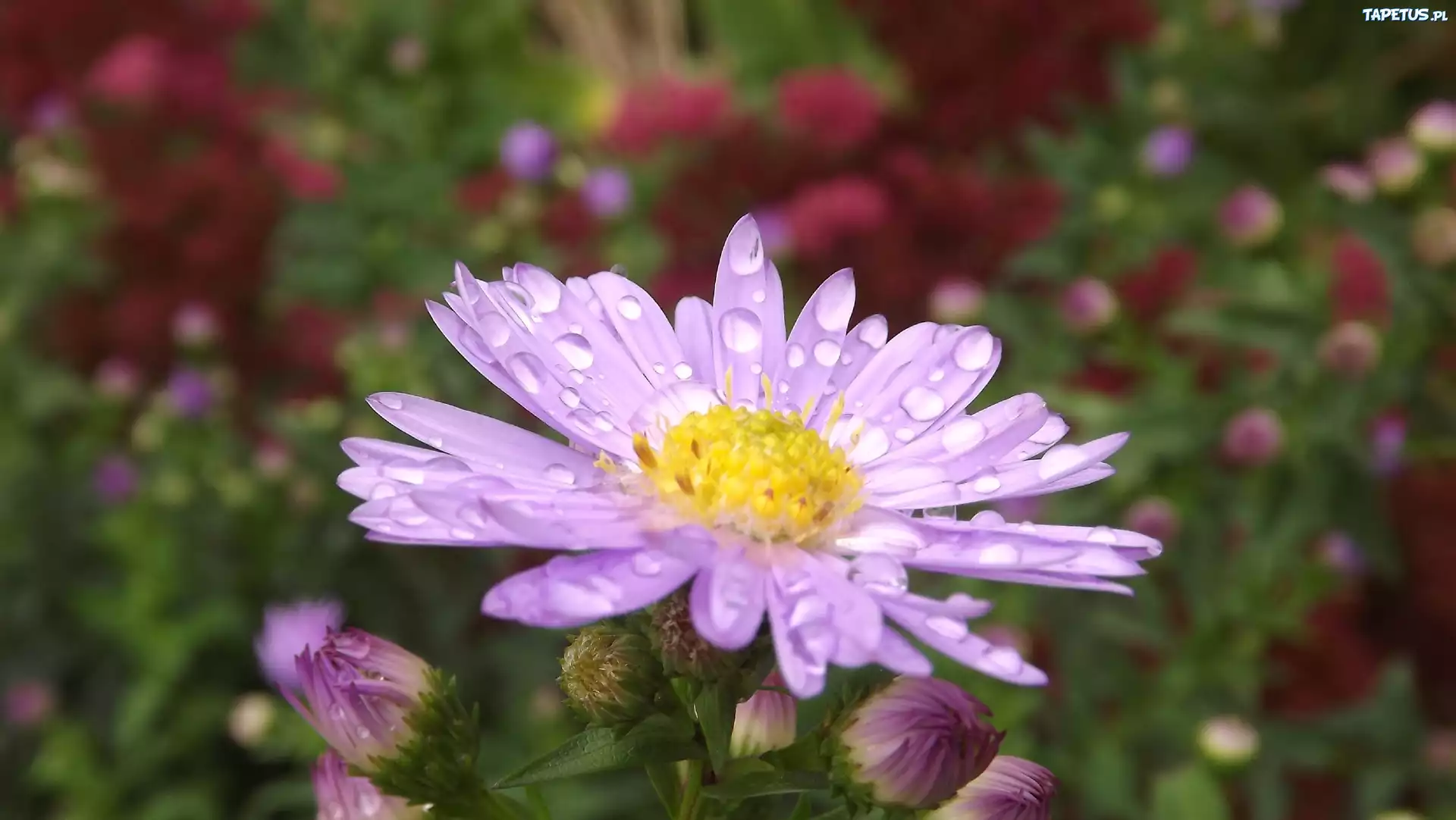 Aster, Fioletowy, Kropelki, Rosy