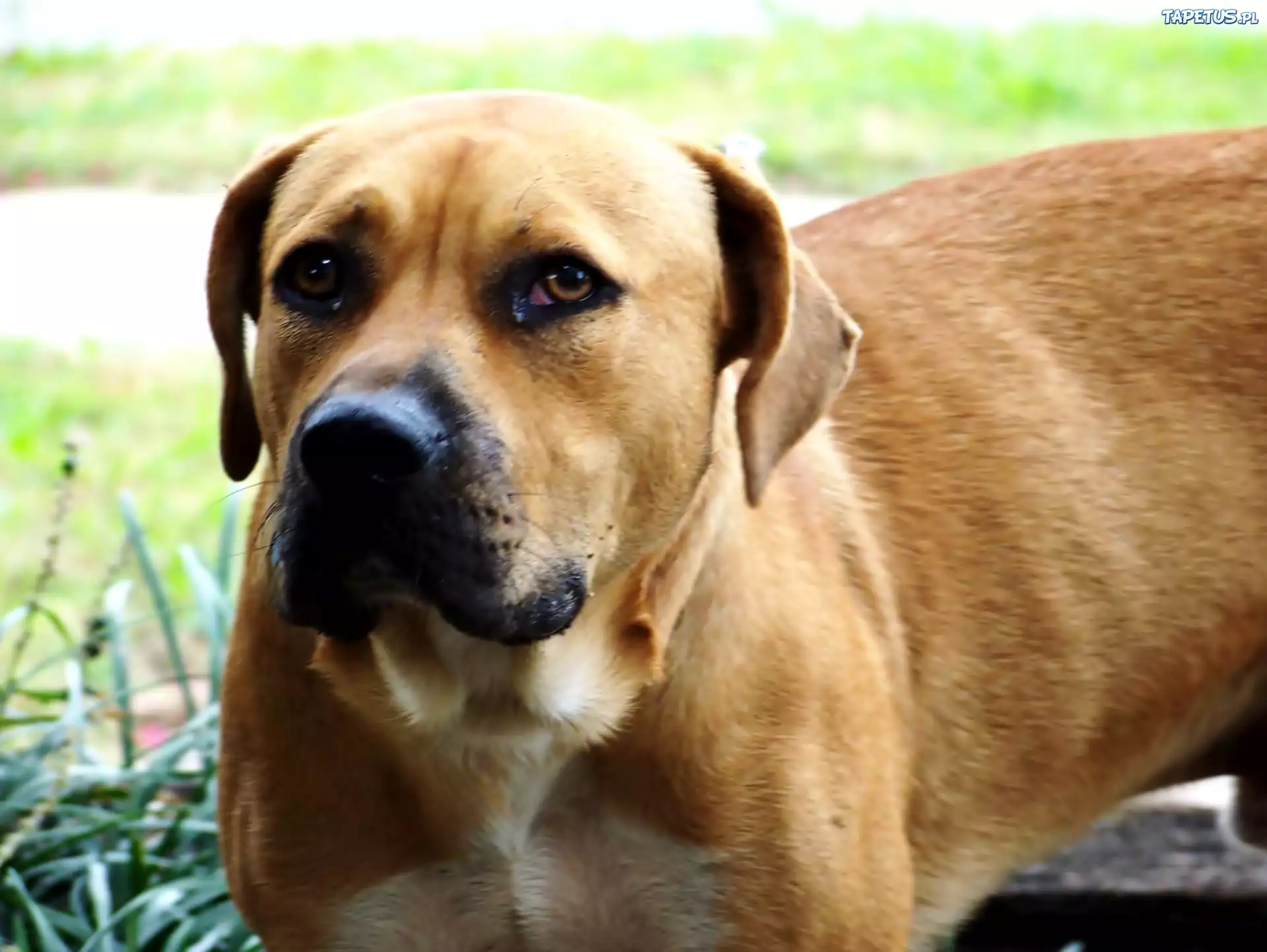 pysk, Bullmastiff