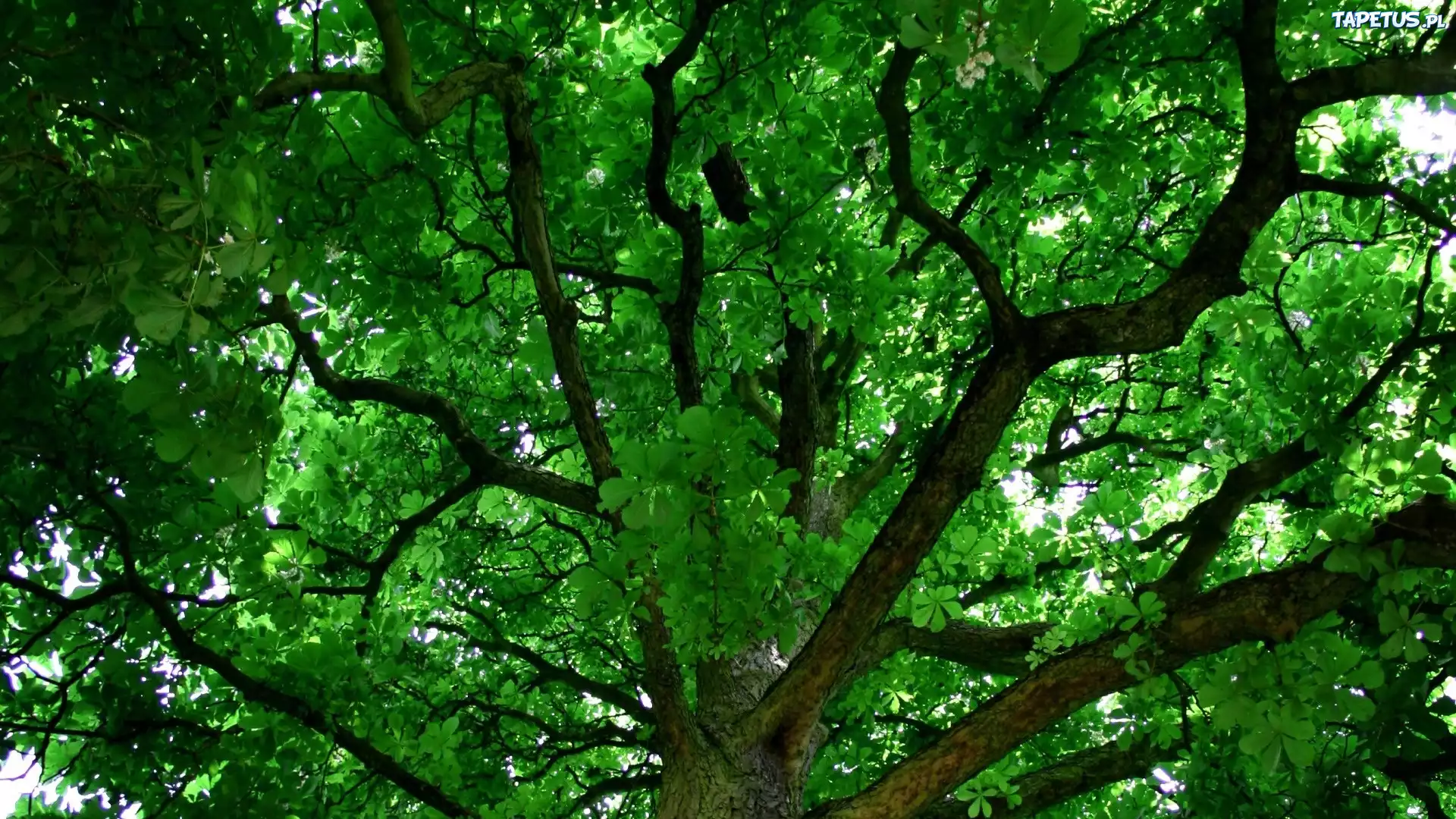 зеленое раскидистое дерево без смс
