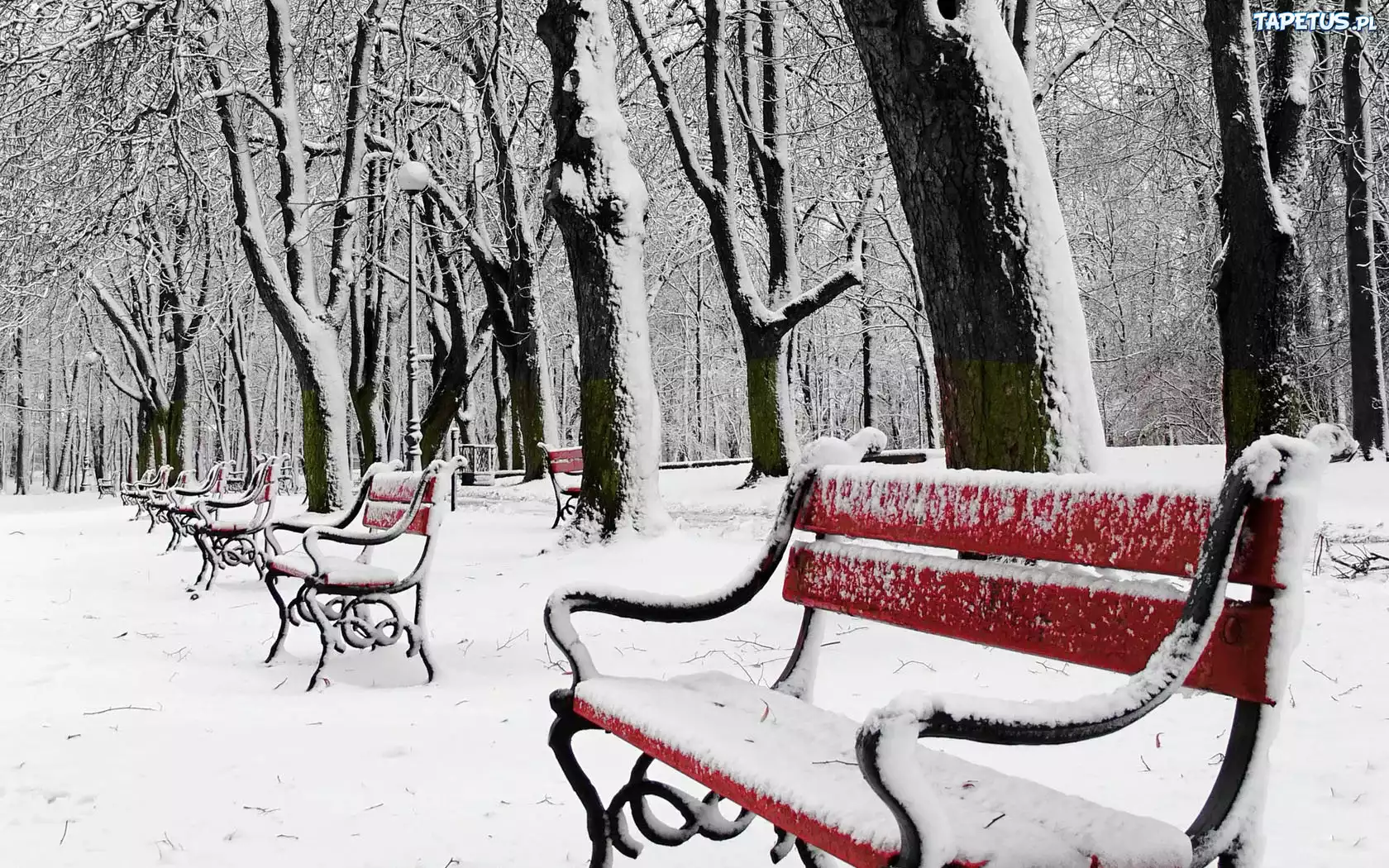 Park, Drzewa, Ławki, Zima