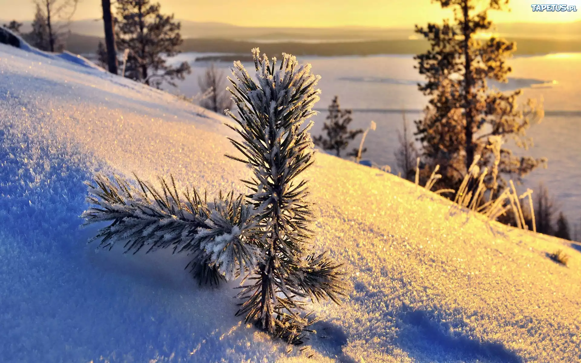 Śnieg, Gałązka, Sosny, Poranek