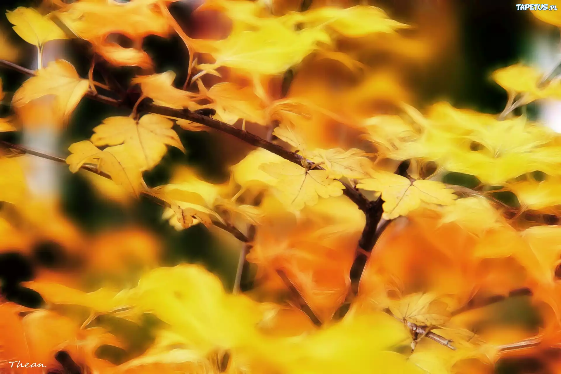 Żółte, Jesienne, Liście, Fractalius