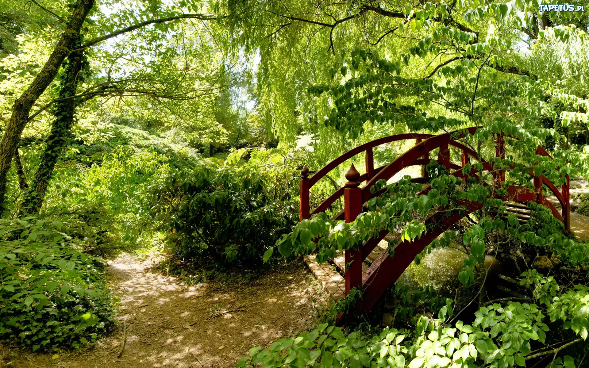 Park, Drzewa, Krzewy, Mostek