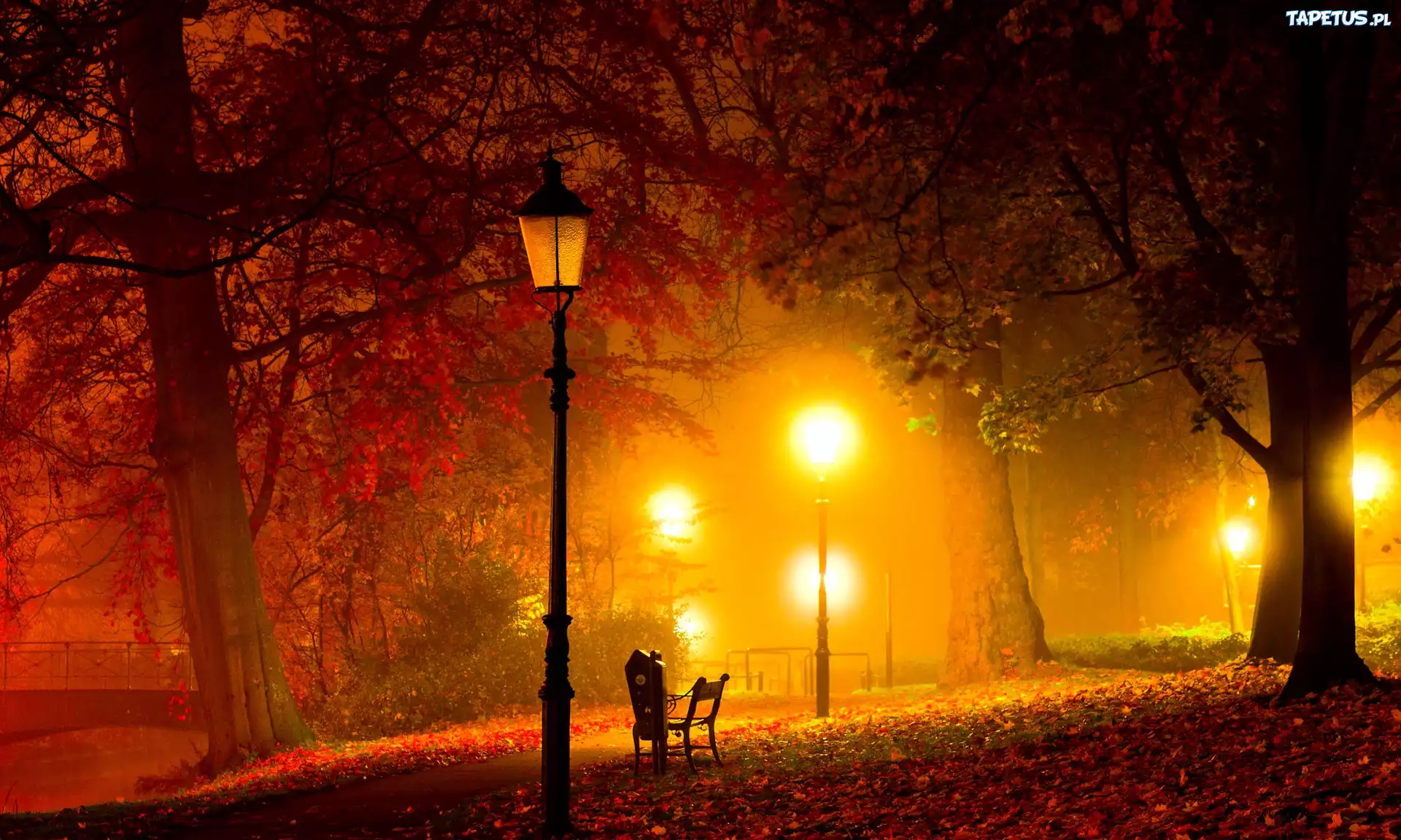Drzewa, Liście, Park, Nocą, Latarnie