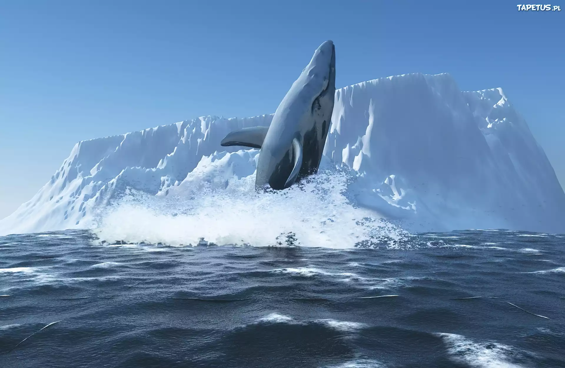 Ледовитые обитатели океана. Голубой кит в Антарктиде. Антарктида кит Касатка. Антарктида Гренландский кит. Антарктика горбатый кит.