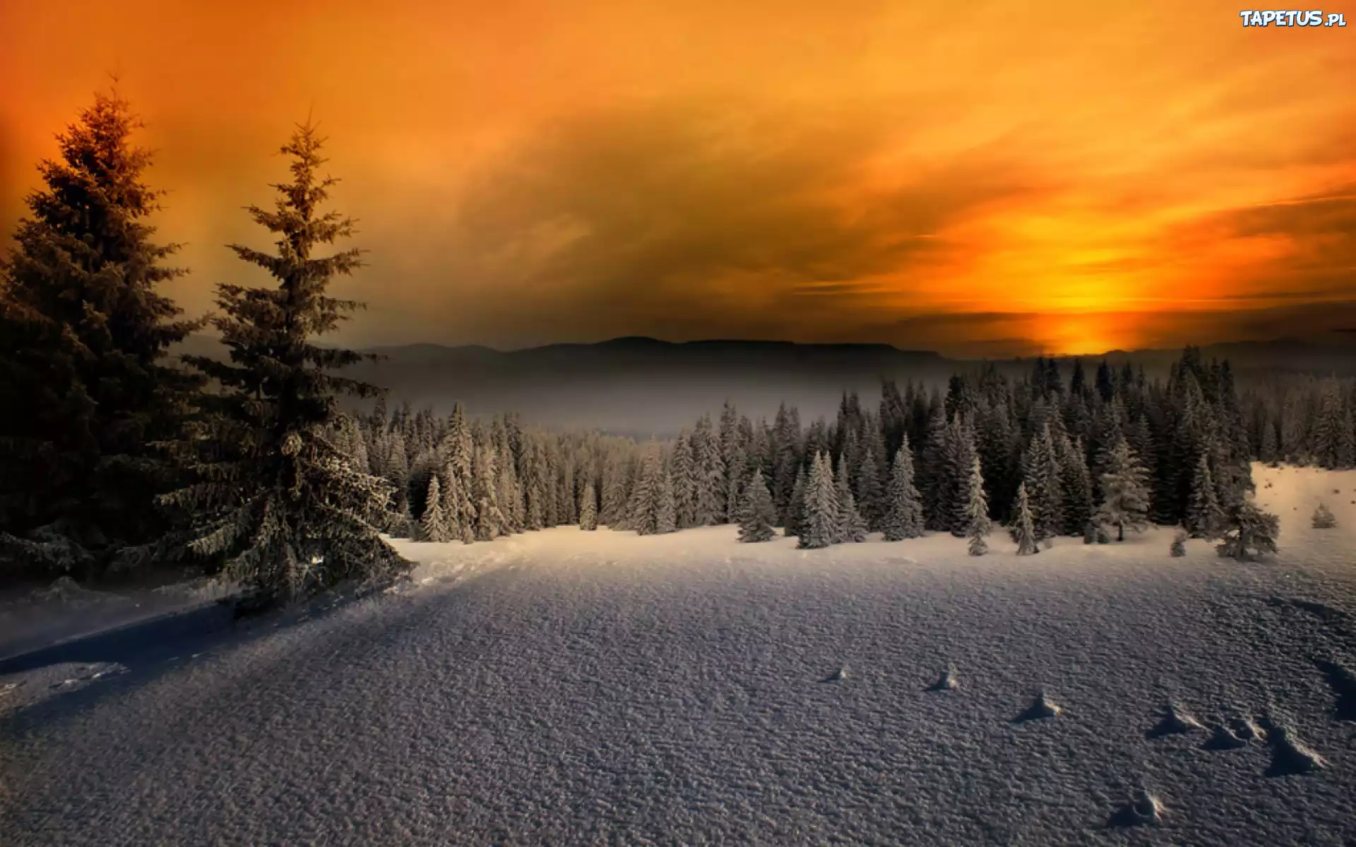 Zima, Śnieg, Choinki, Pomarańczowe, Niebo
