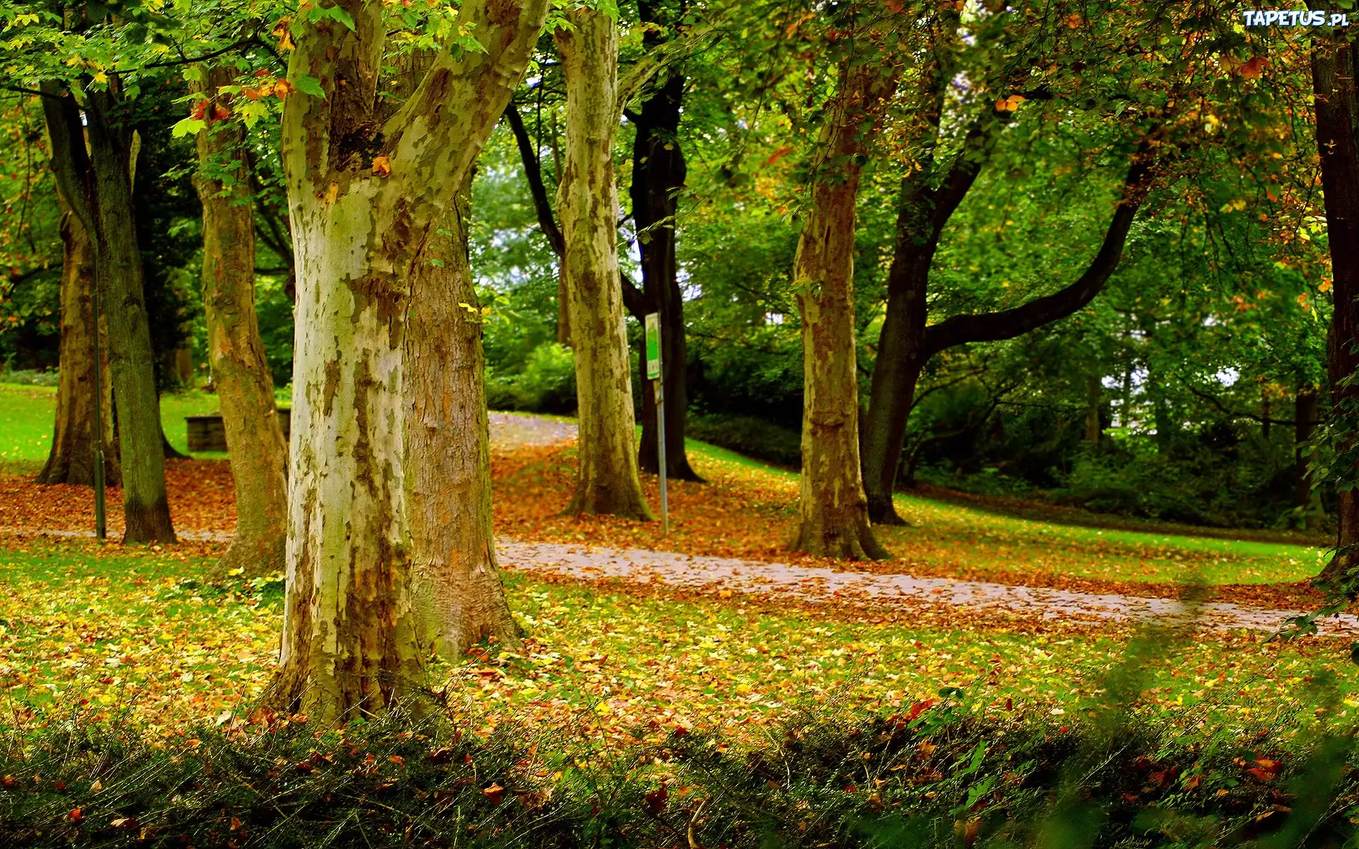 Jesienny, Park, Drzewa