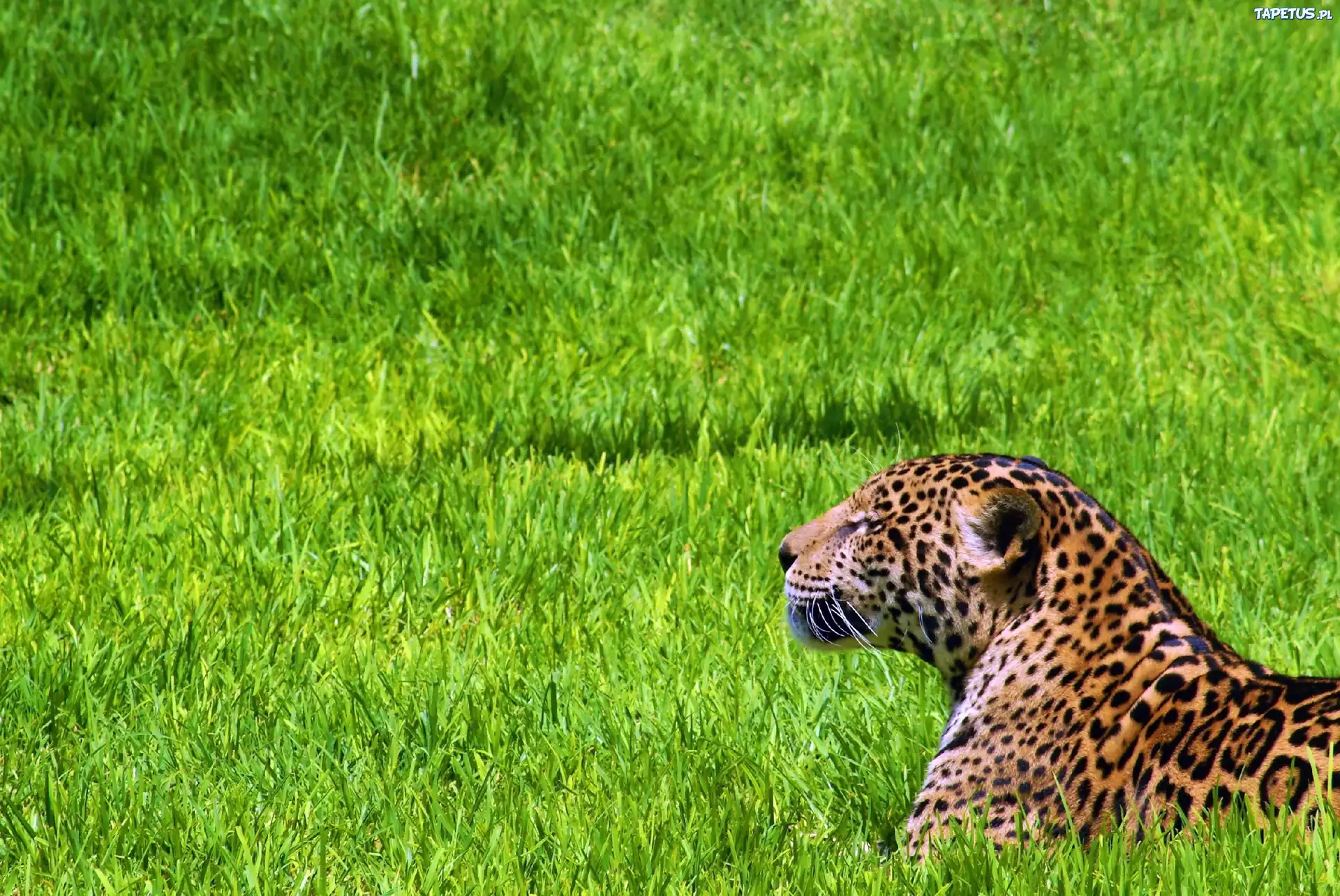 Odpoczywajacy, Jaguar, Trawa