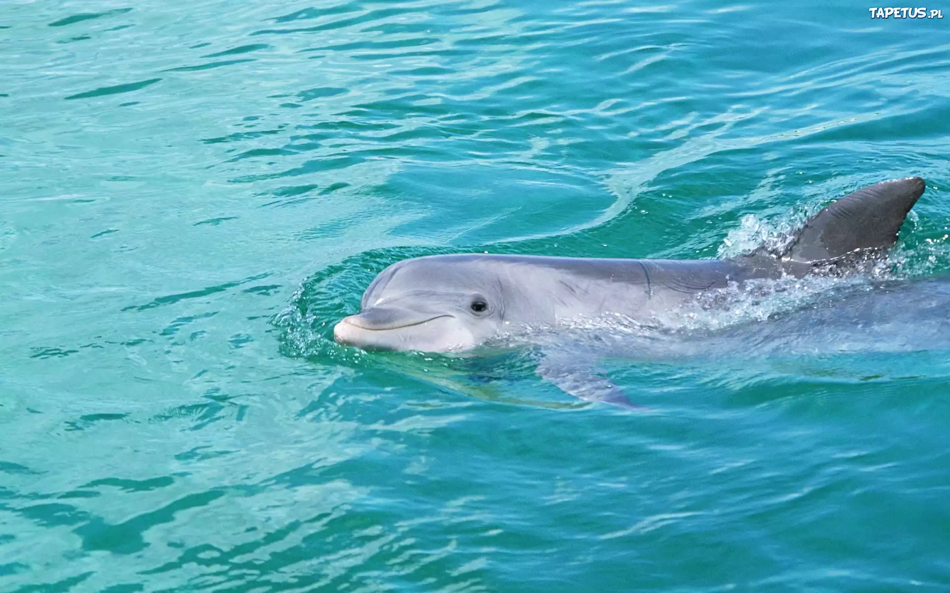 Delfin, Basen, Woda