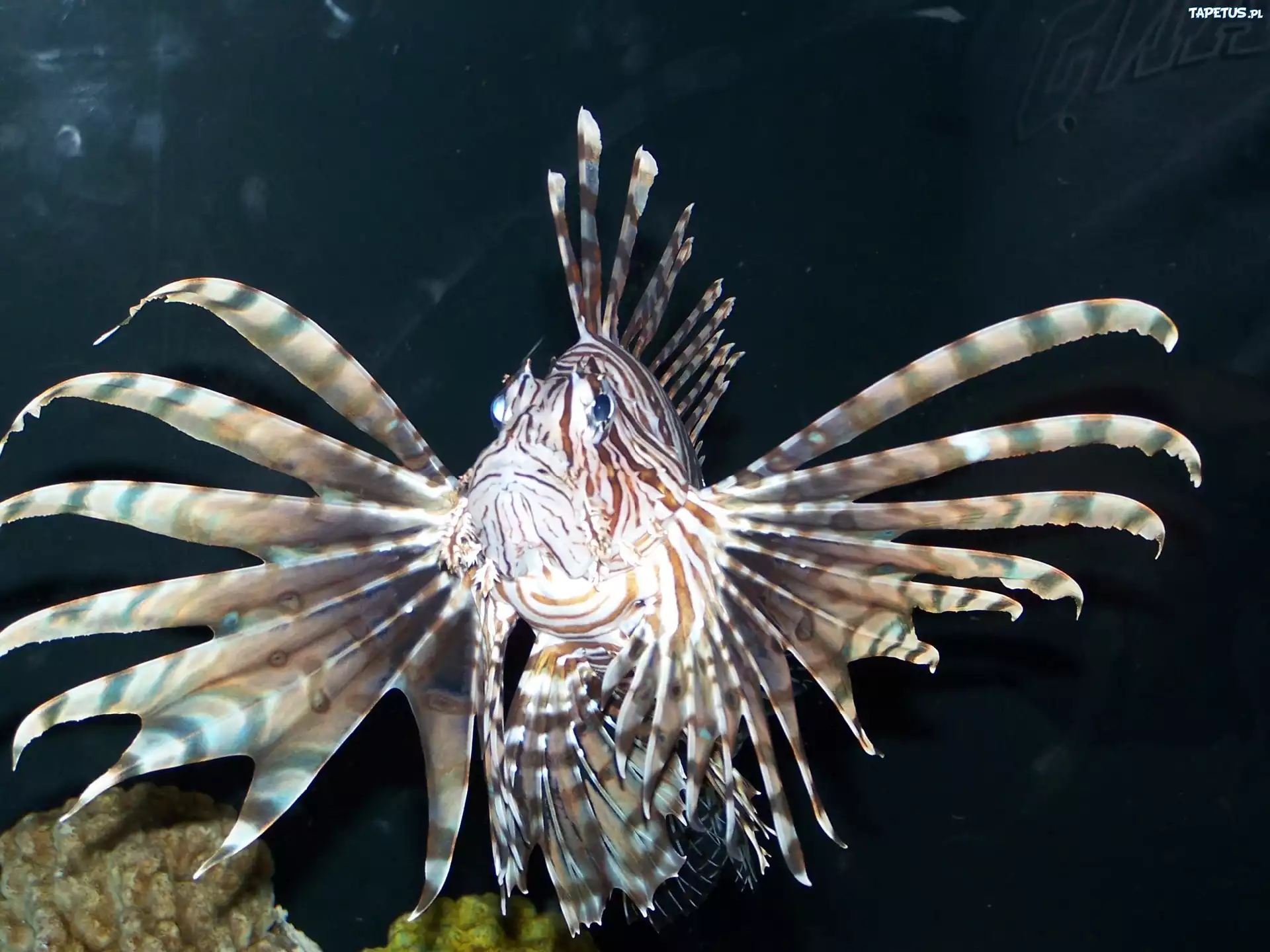 Ryba, Pterois