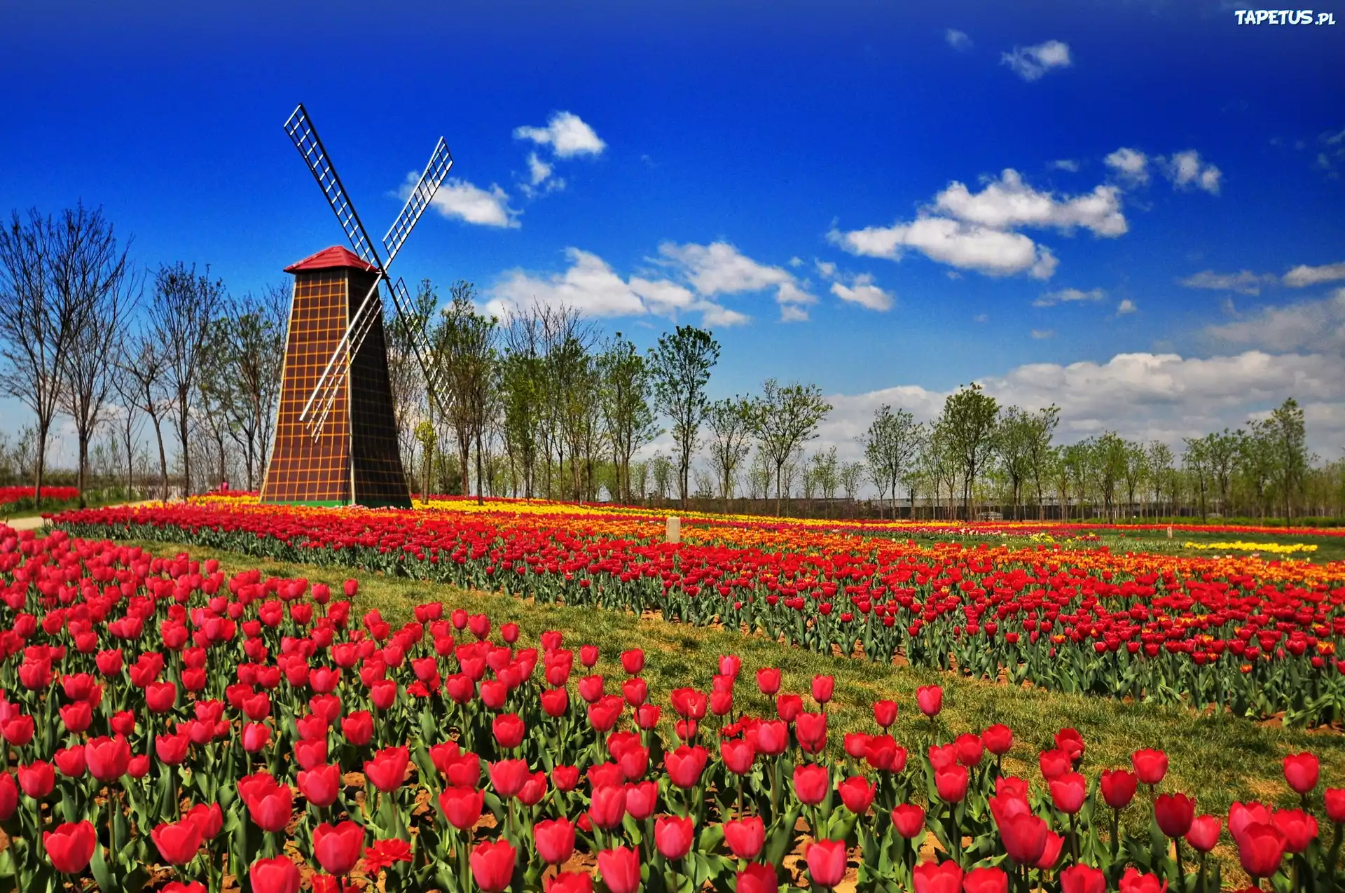 Połacie, Czerwonych, Tulipanów, Wiatrak