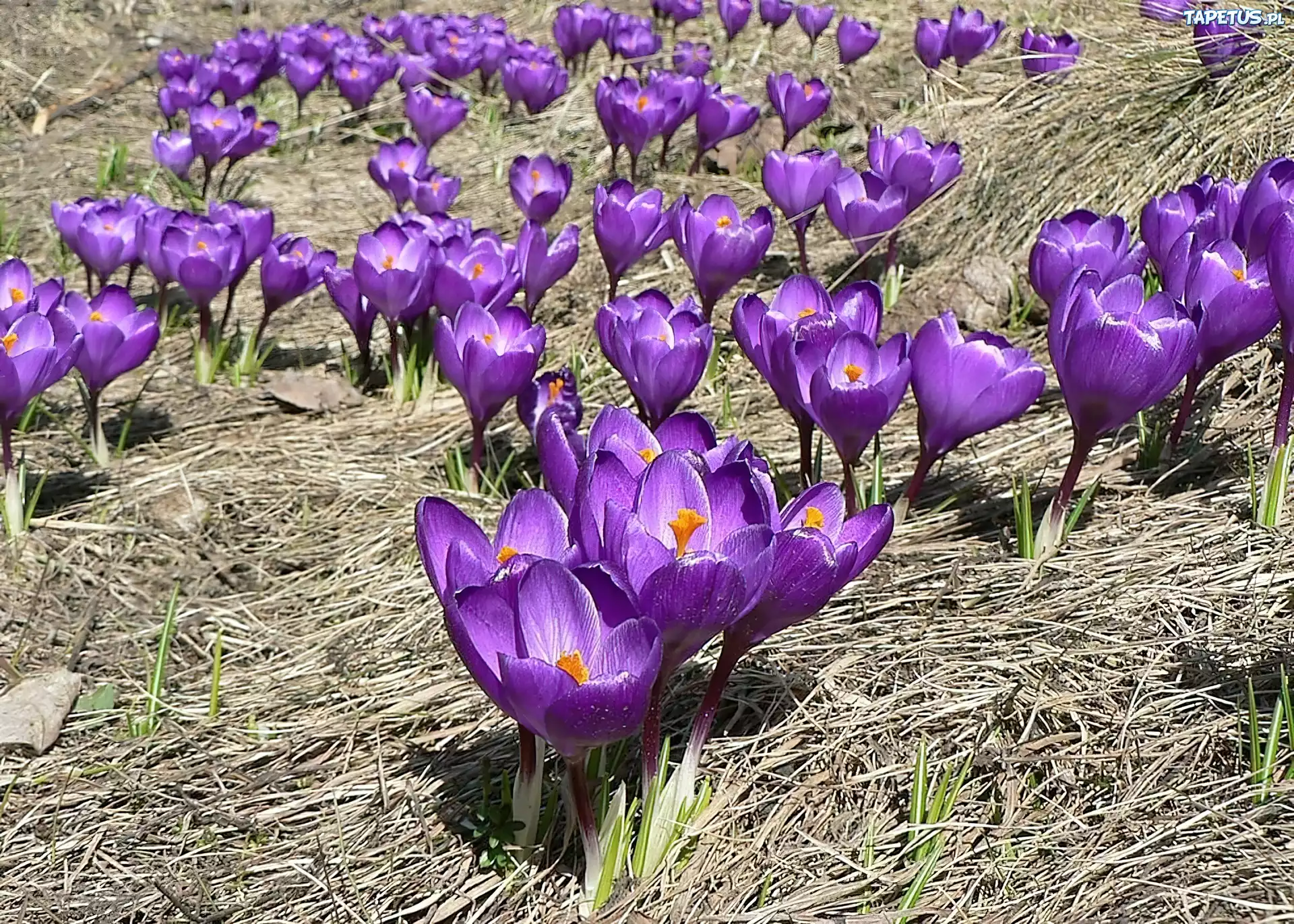 Kwiaty, Krokusy