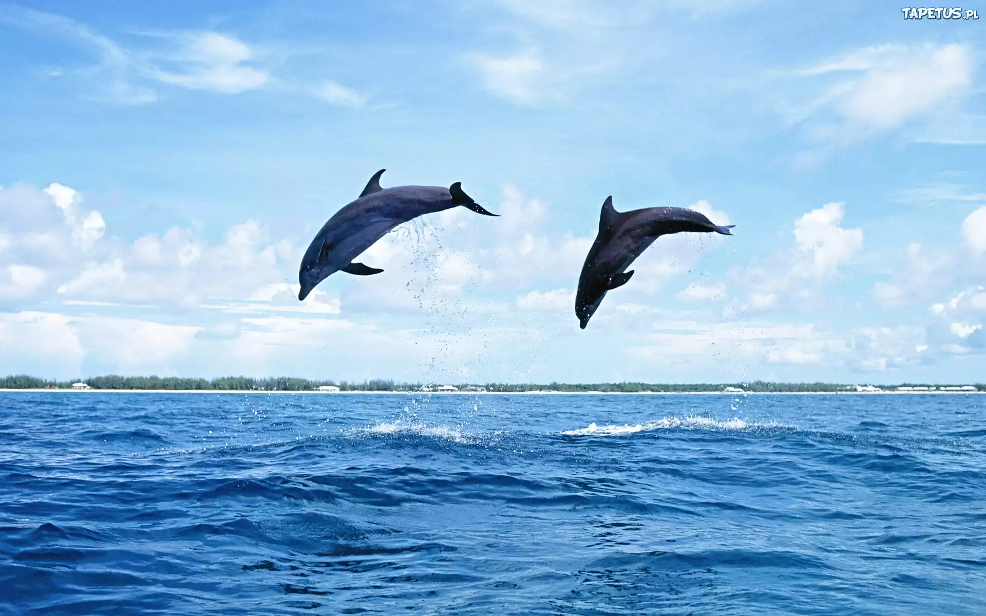 Dwa, Delfiny, Morze