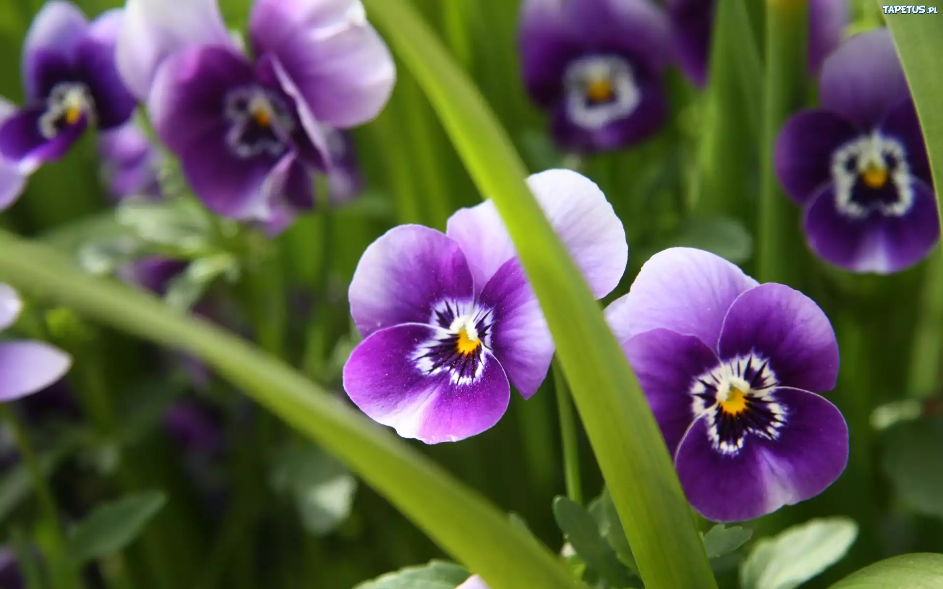Purpurowe, Bratki, Liście