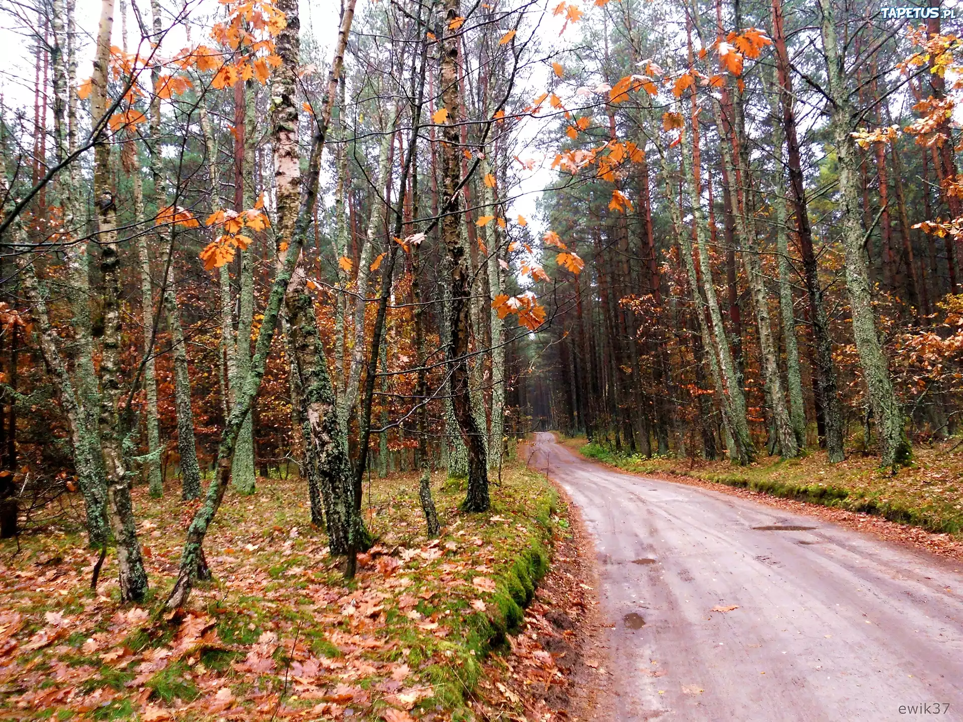 Jesień, Droga, Las, Brazowe, Liście