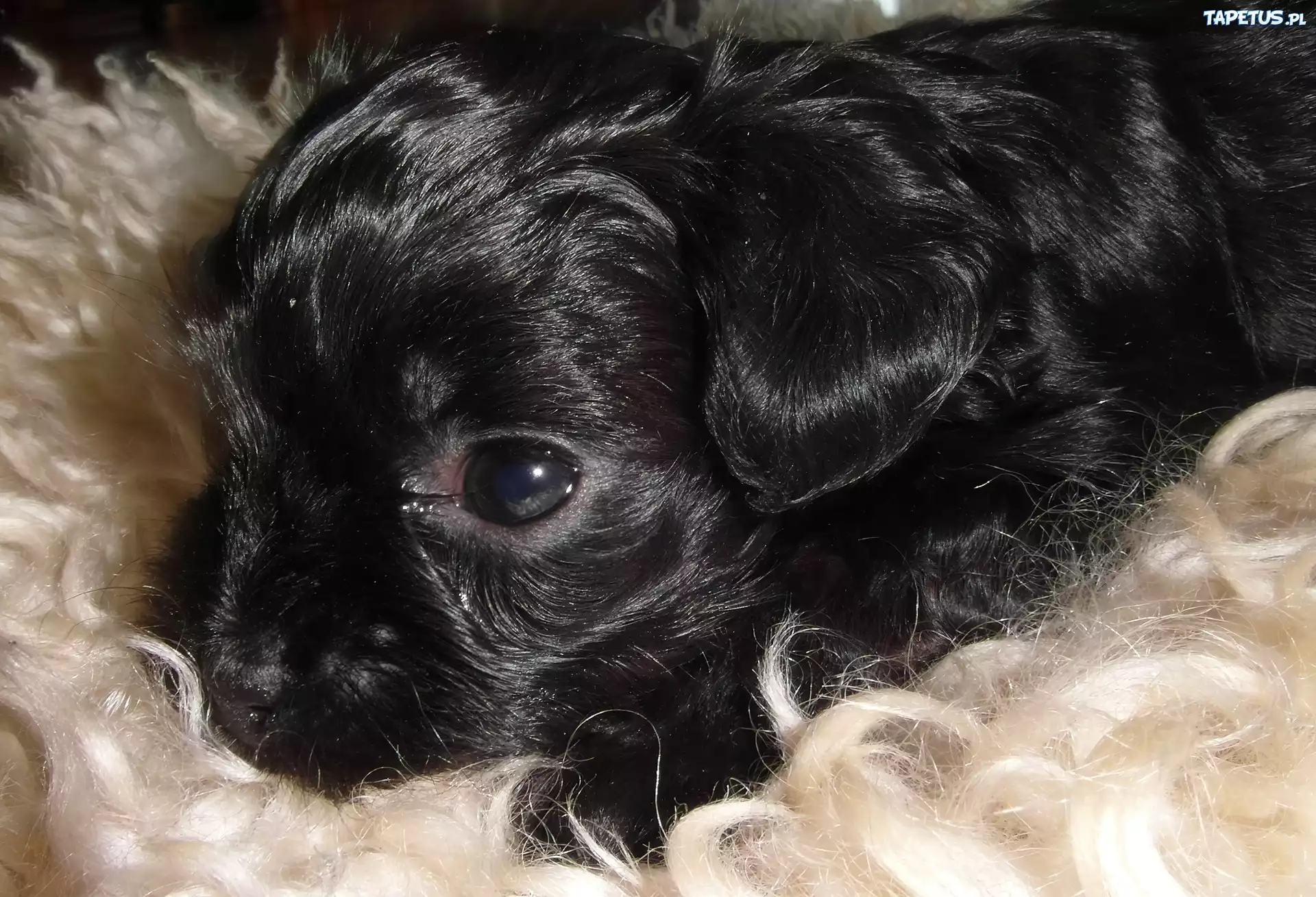 Piesek, Czarny, Futerko, Bichon
