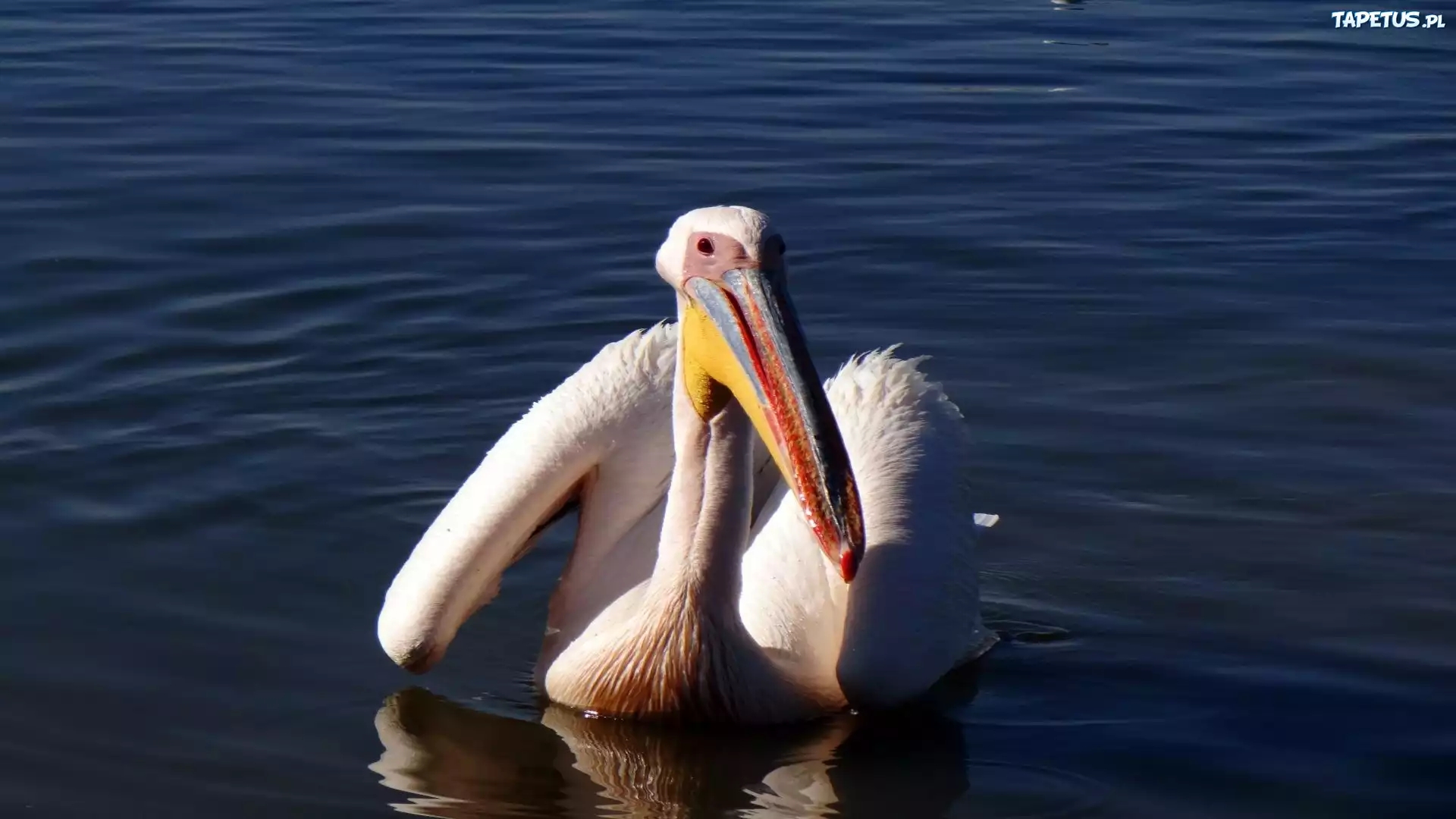 Pelikan, Jezioro
