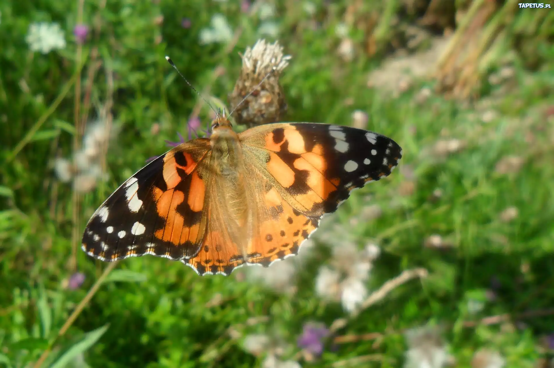 Rusałka Osetnik, Motyl