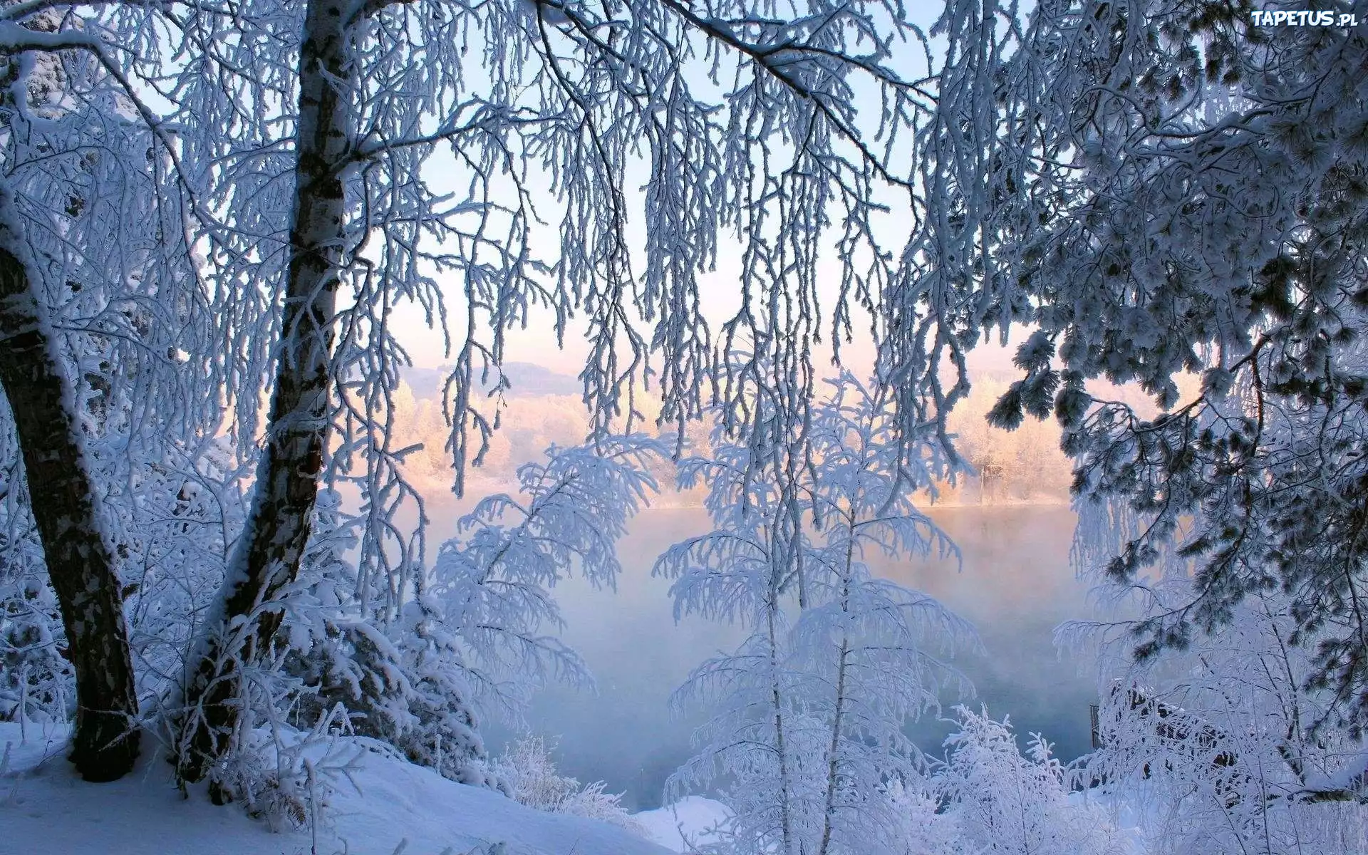 Jezioro, Drzewa, Zima