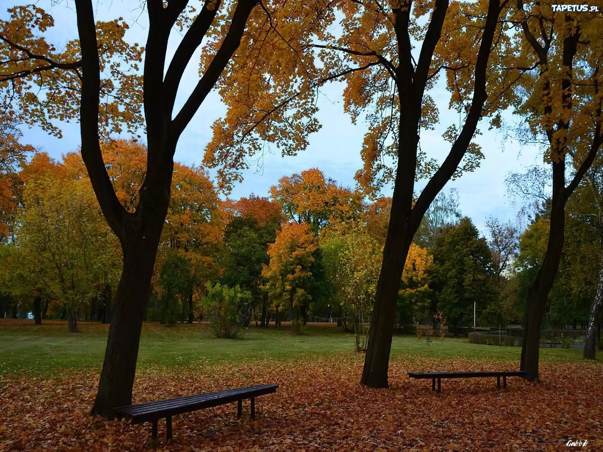 Jesień, Drzewa, Ławeczki, Liście