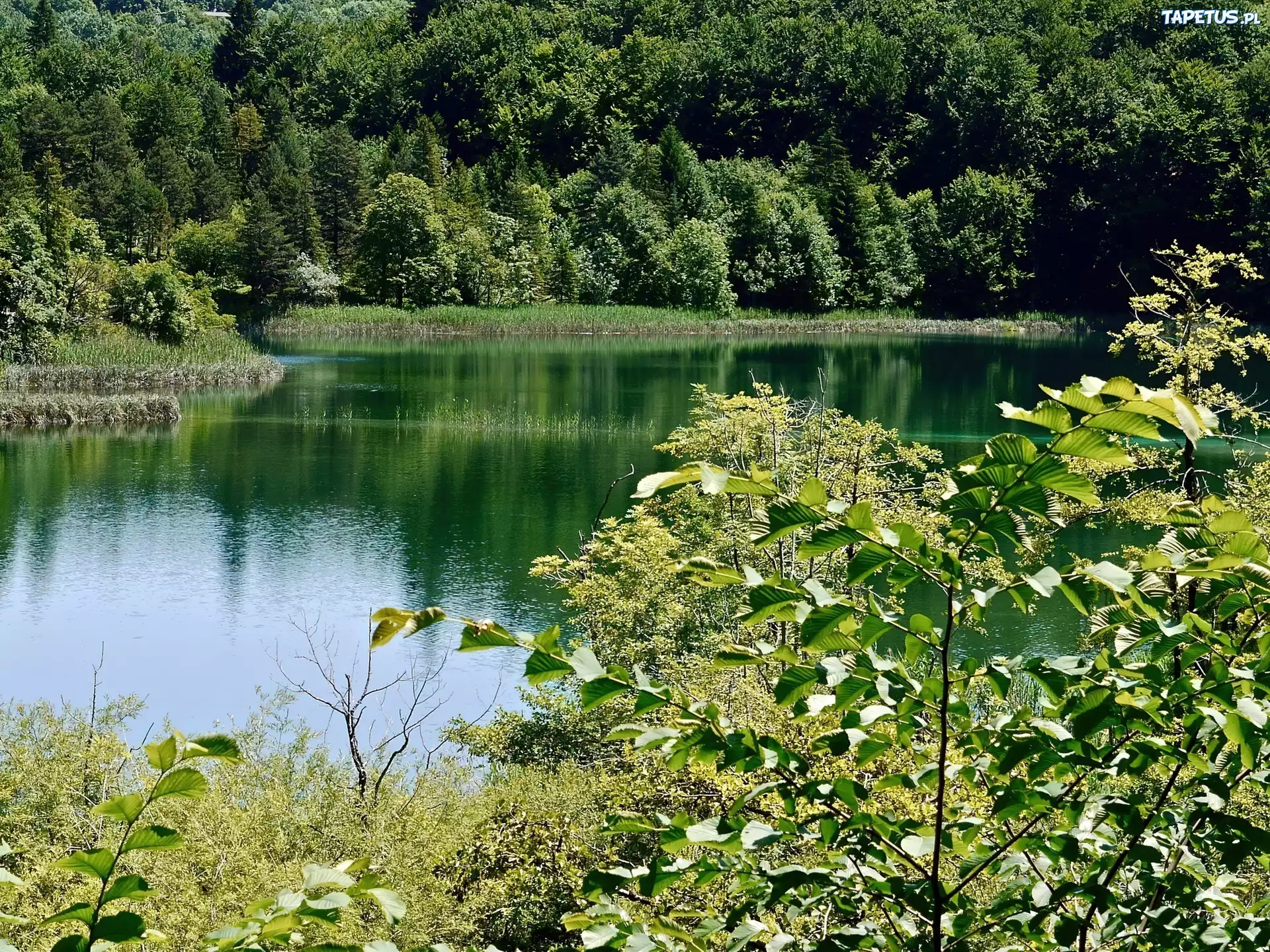 Las, Jezioro, Krzewy, Lato
