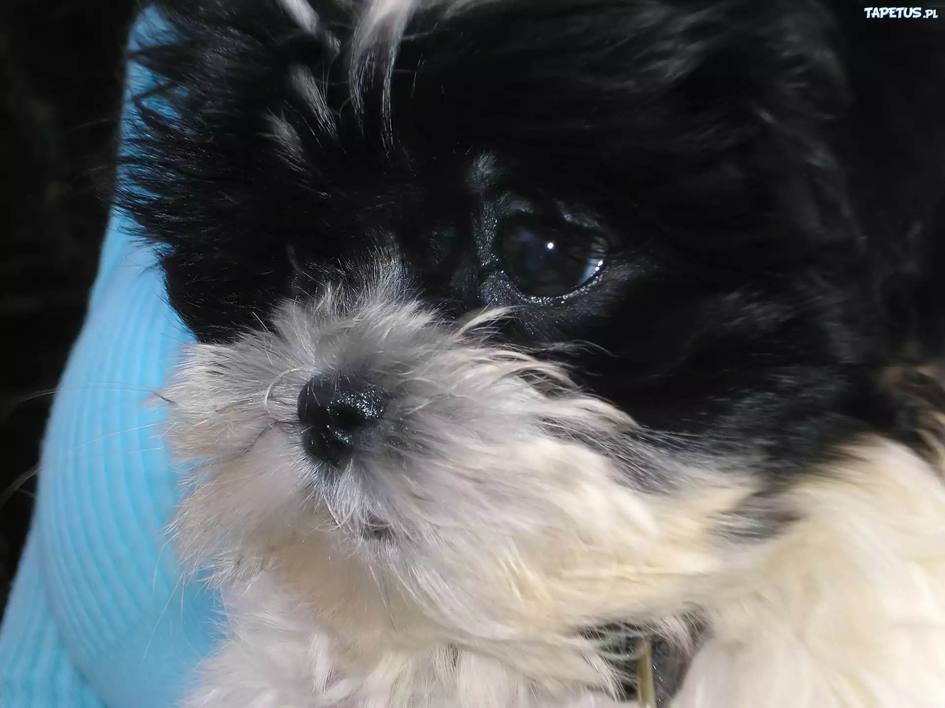 Piesek, Maltipoo, Głowa