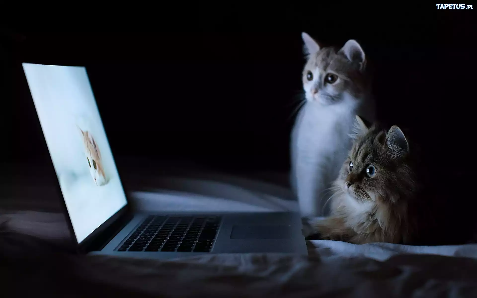 Dwa, Słodkie, Kotki, Laptop
