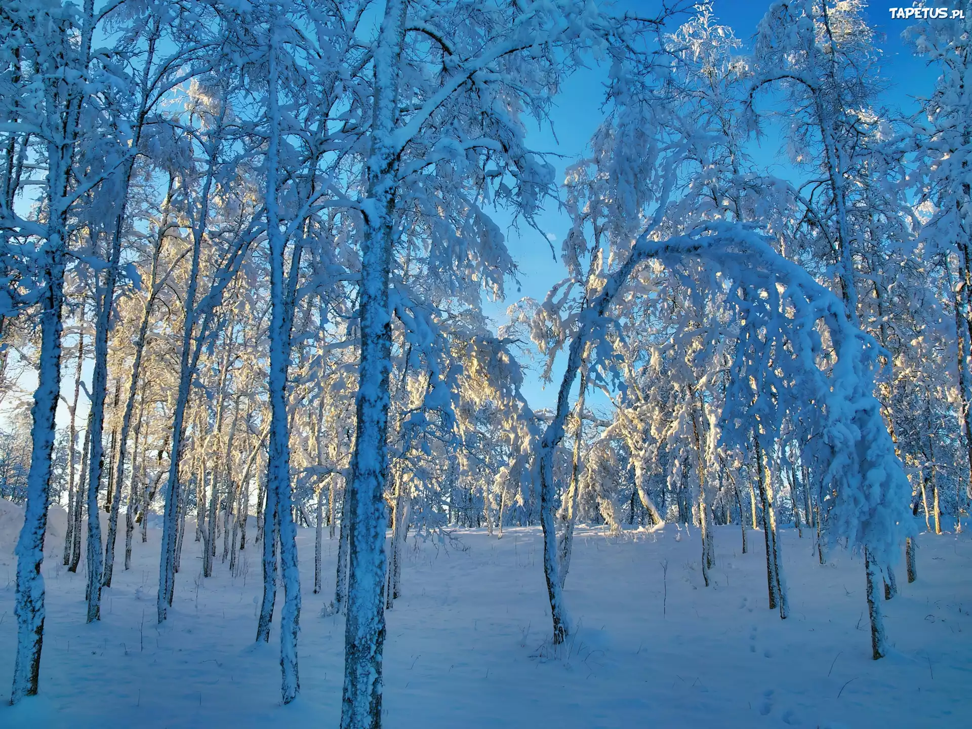 Las, Ośnieżone, Drzewa, Poranek