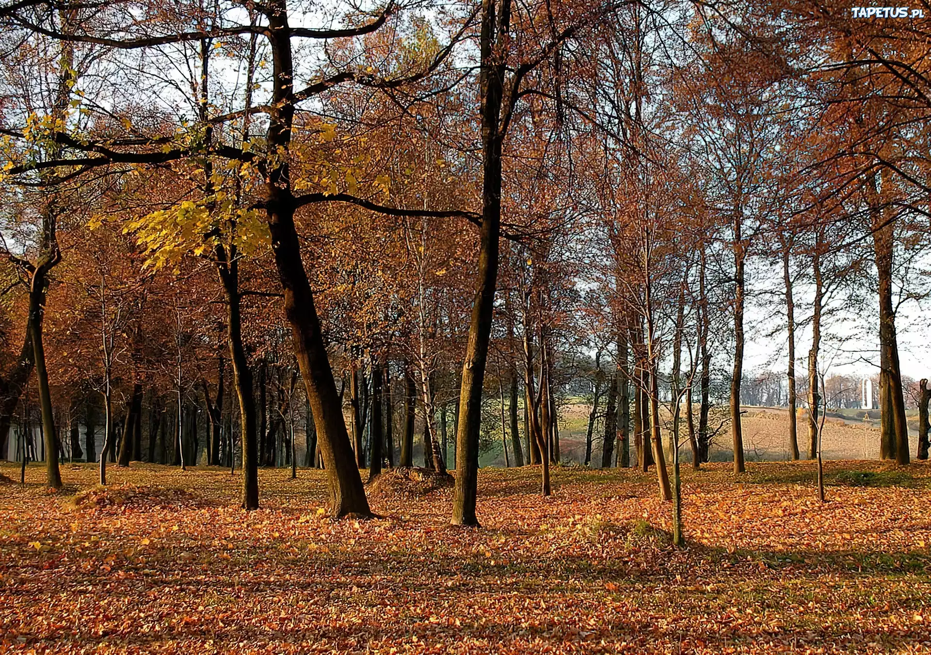 Jesień, Park, Drzewa, Liście